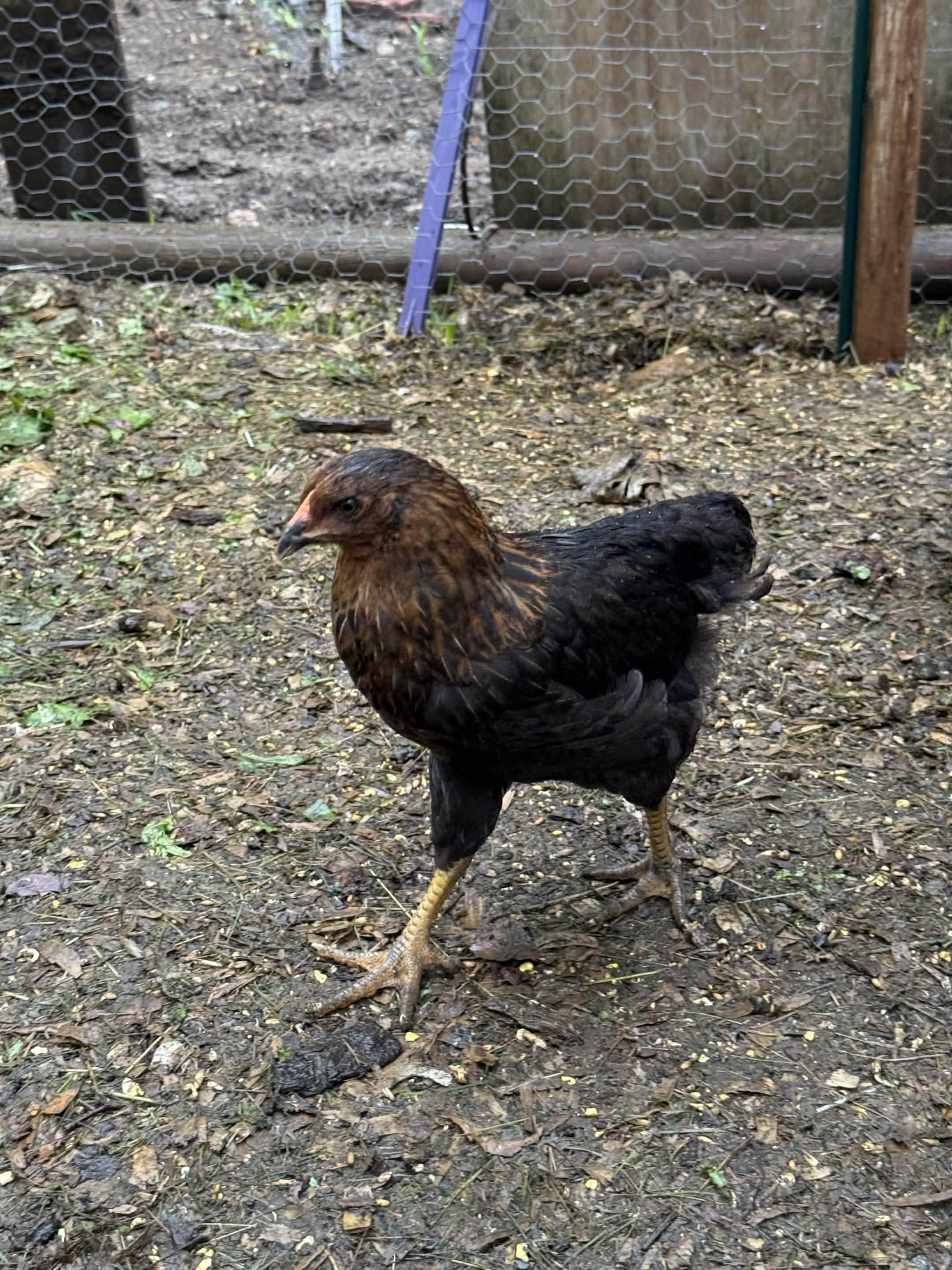 Birdadotta
