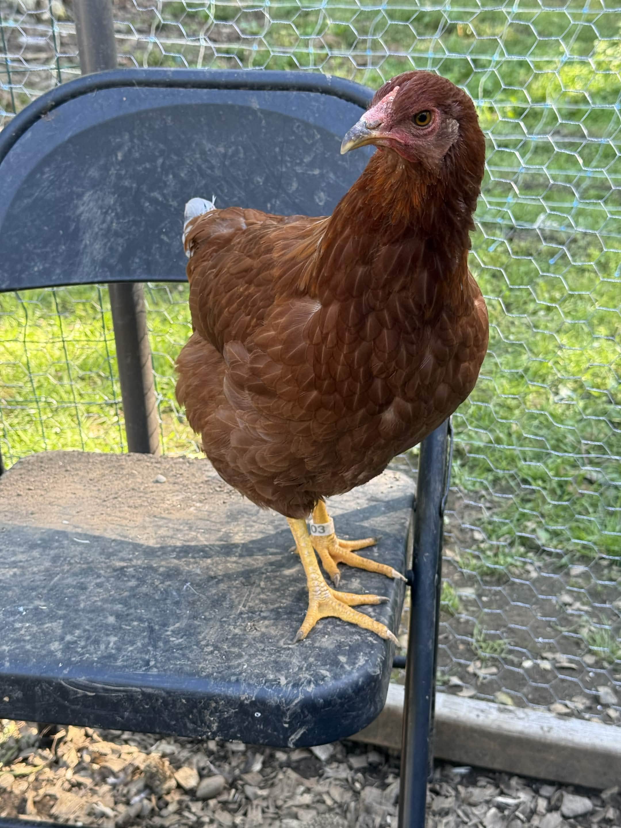 Birdsilla