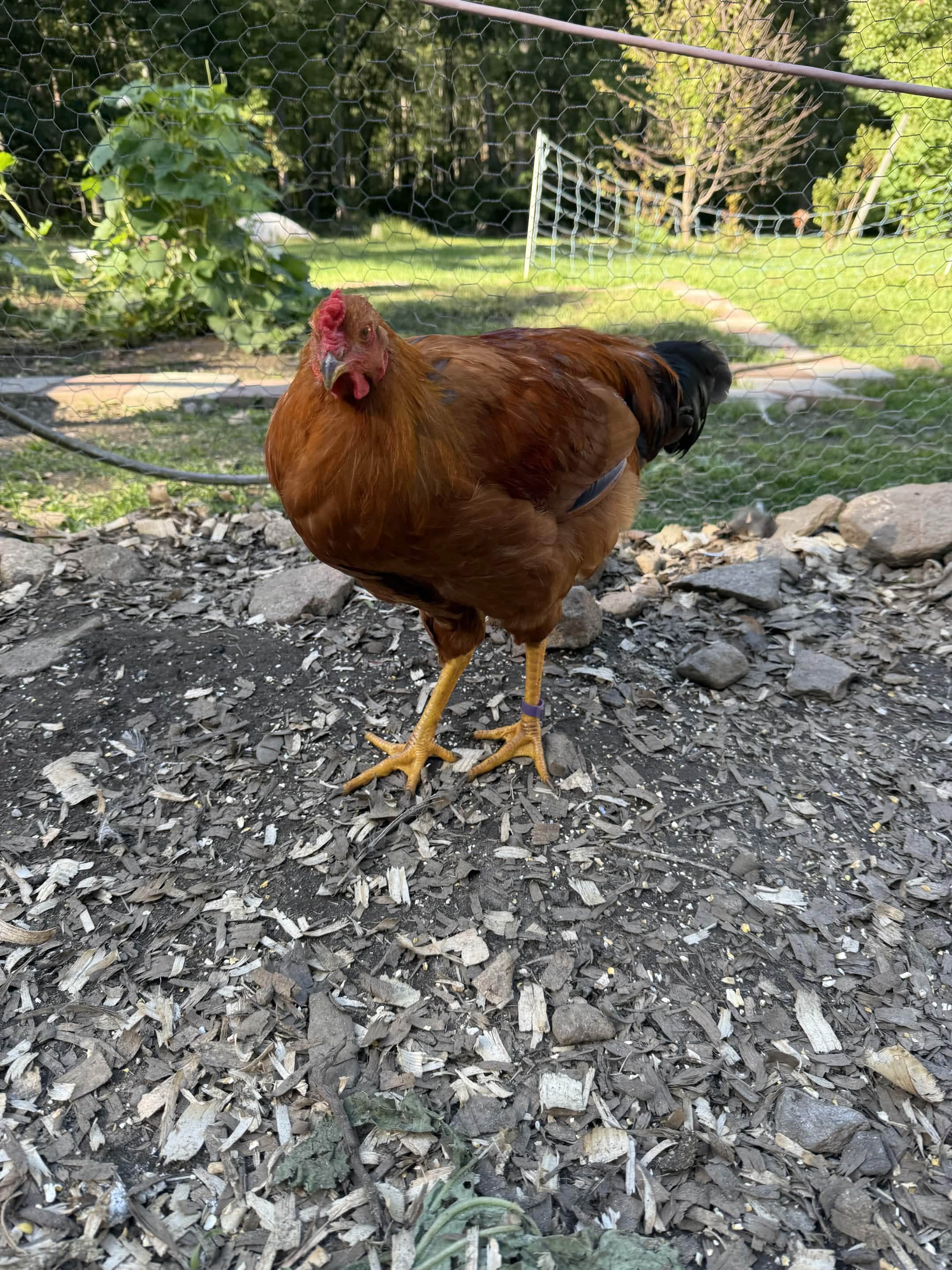 Birdthazar