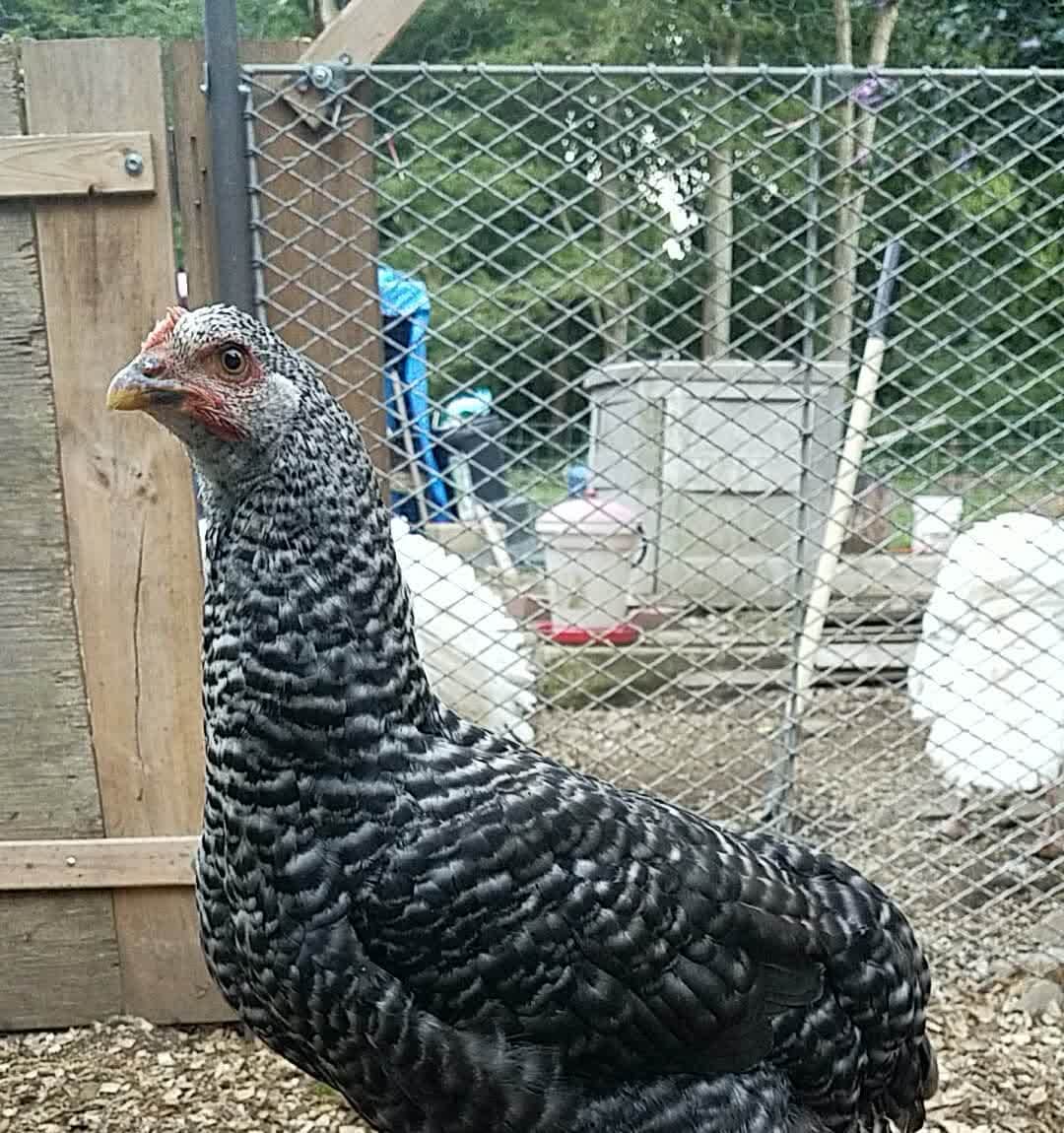 Ingebird
