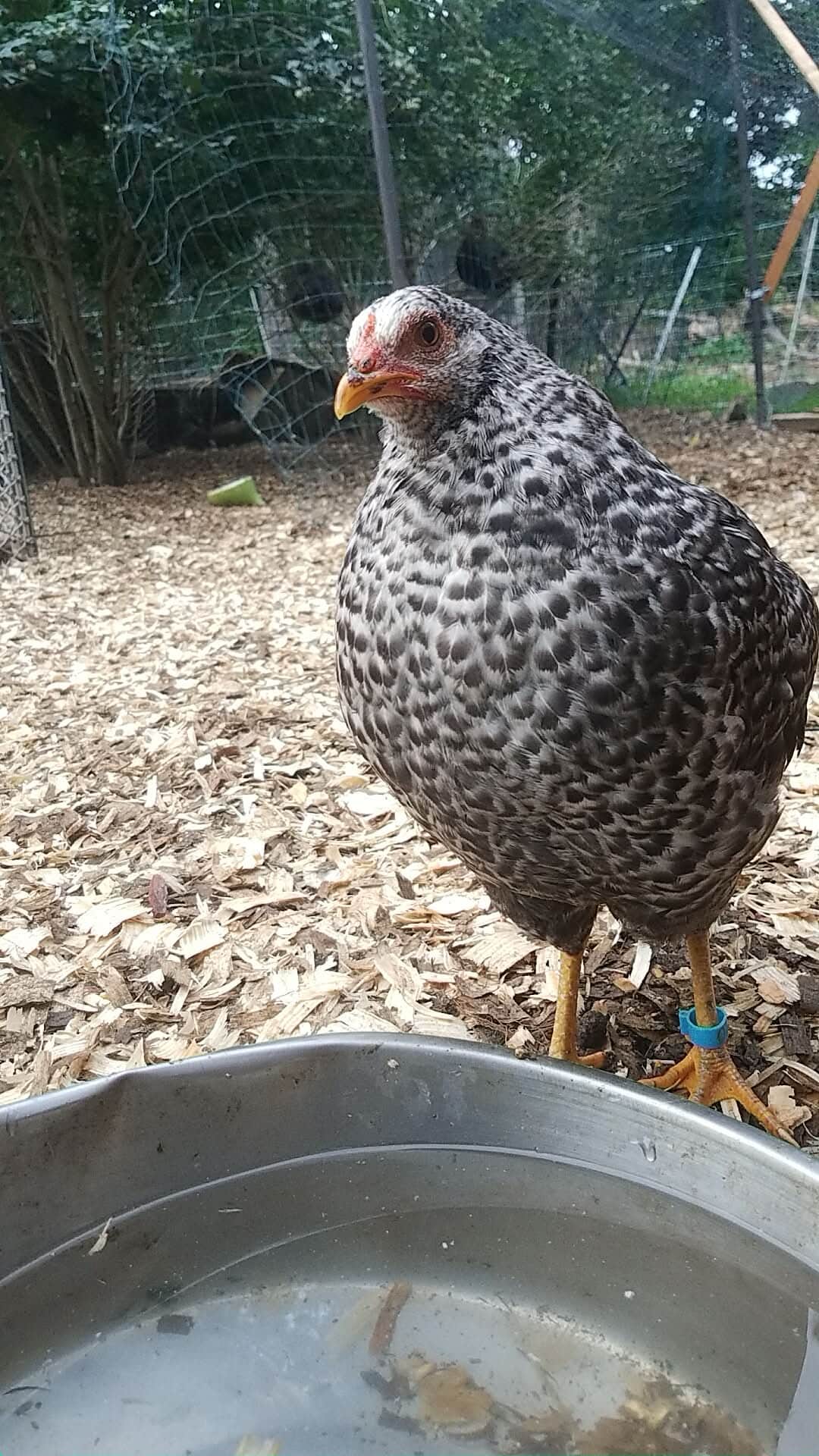 Adelbird
