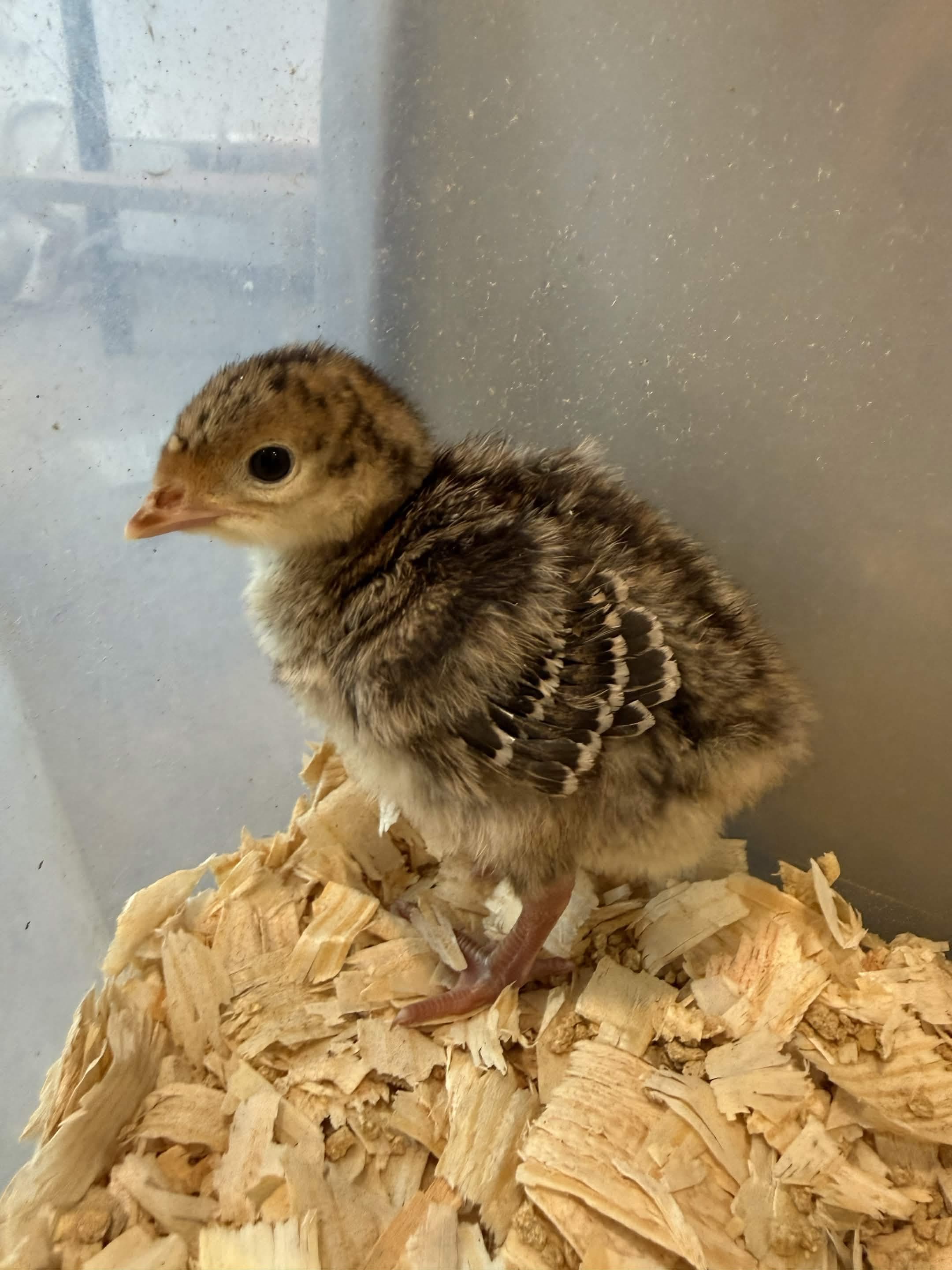 Birdadotta as fluffy chick