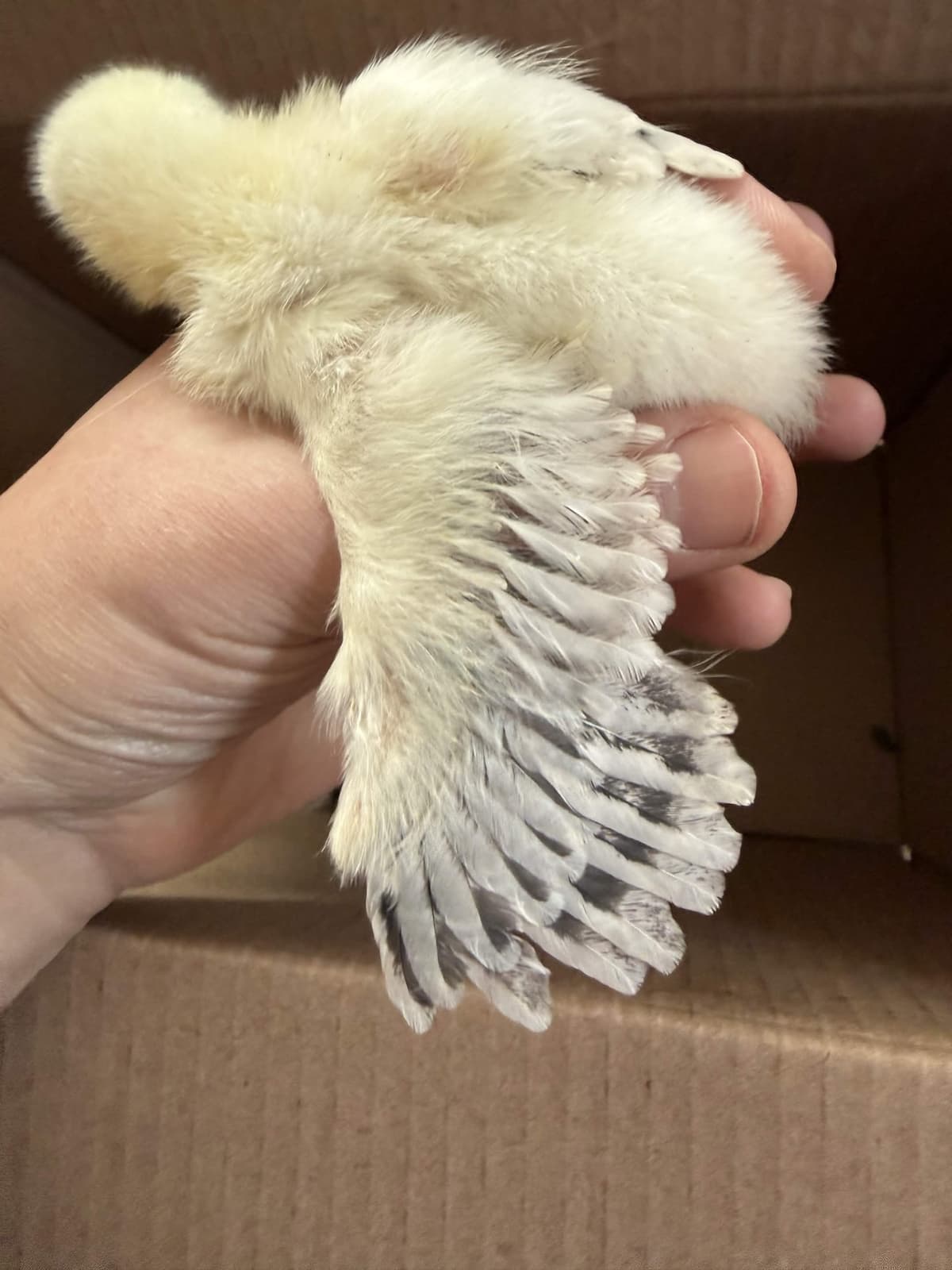 Four Light Brahmas to the Nesting Box