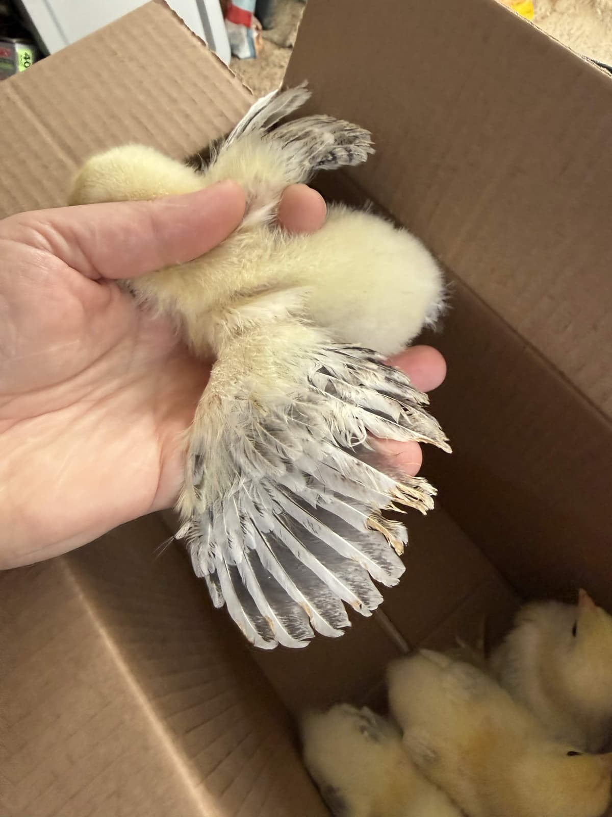 Week-old Light Brahma chick, second wing check before the move to the nesting box