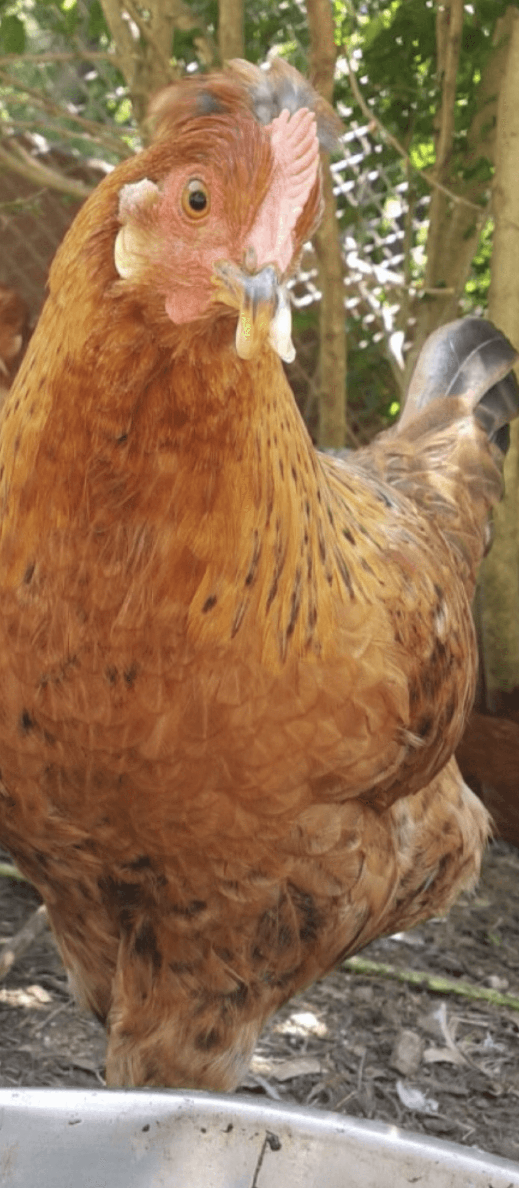 Scissor Beak