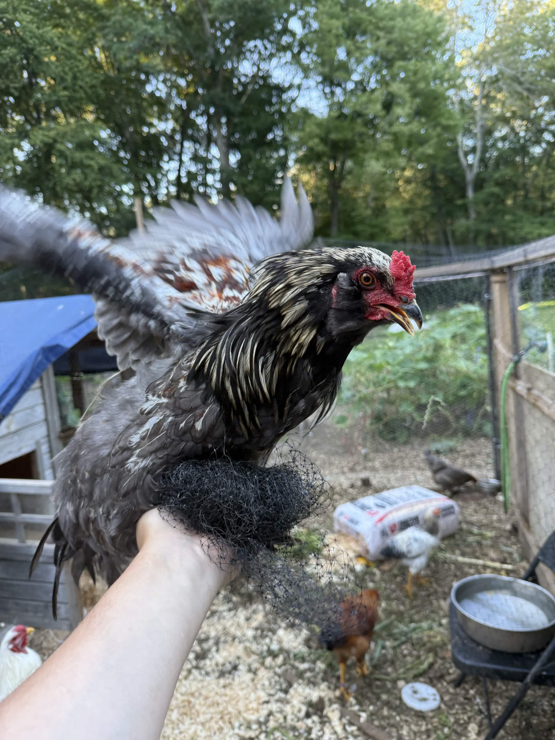 EE Rooster
