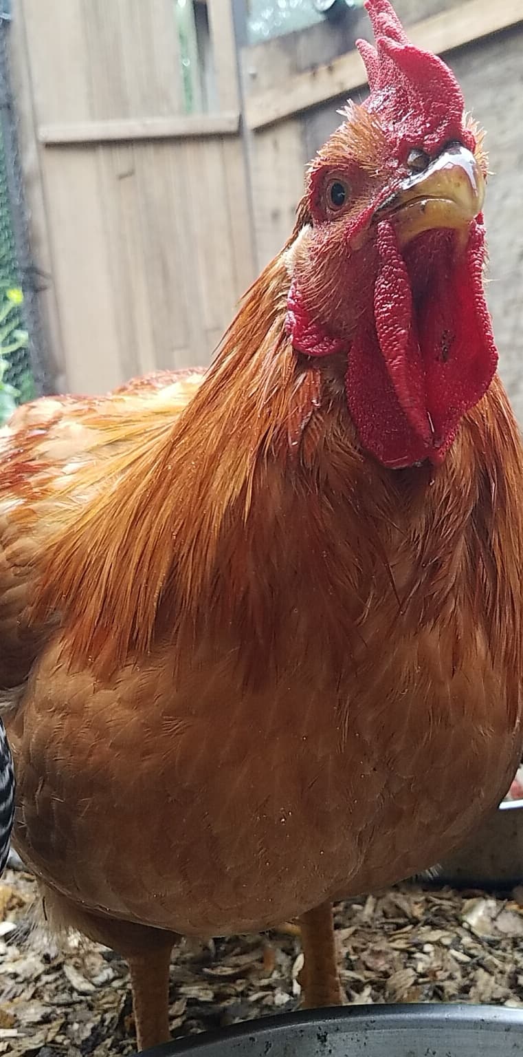Chonkers