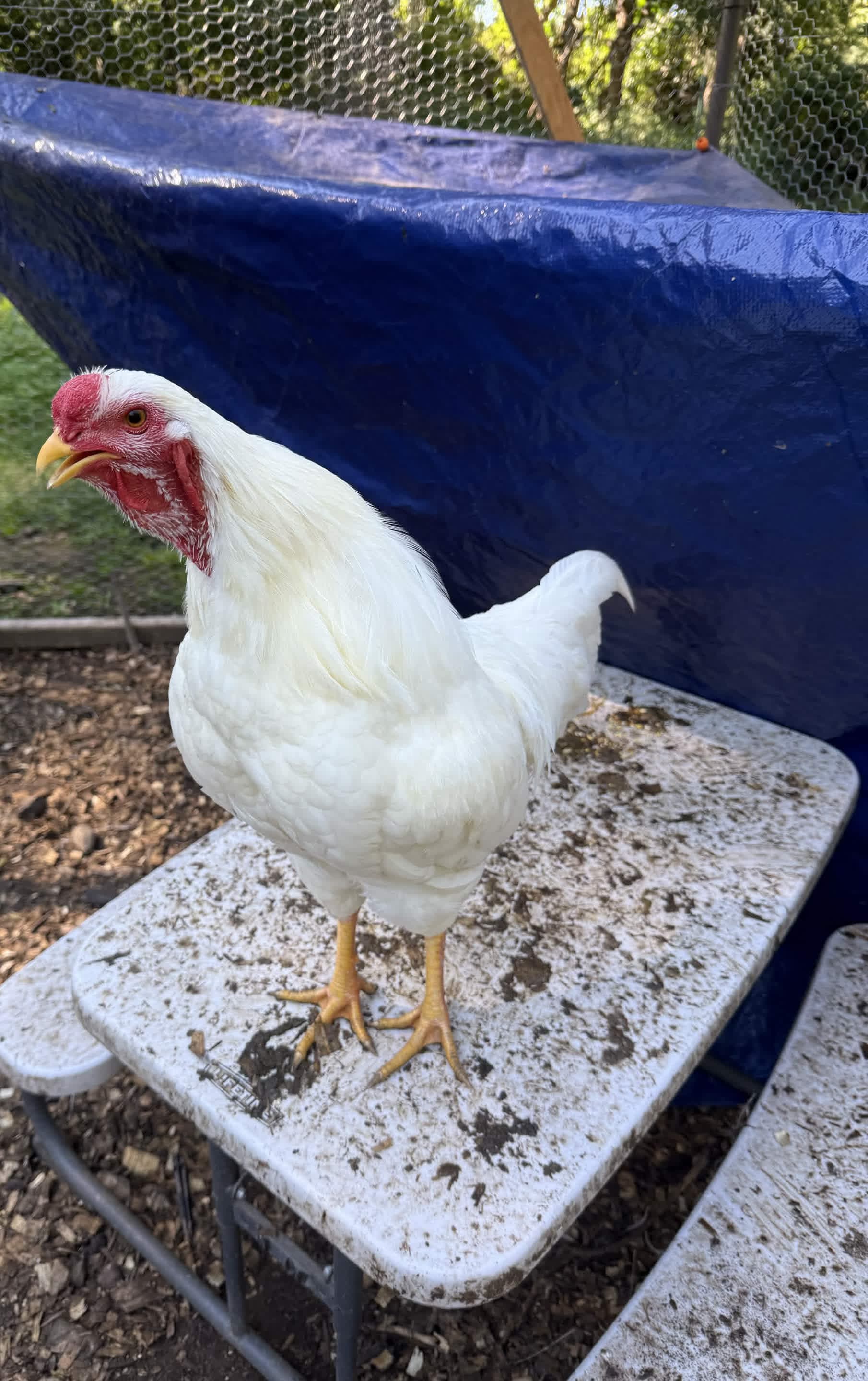 White Rooster