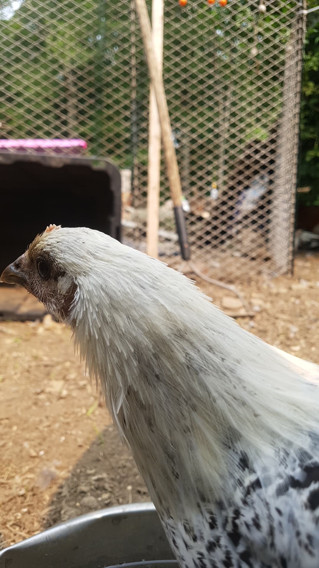 A grown pullet inspecting the camera that used to watch her in the brooder