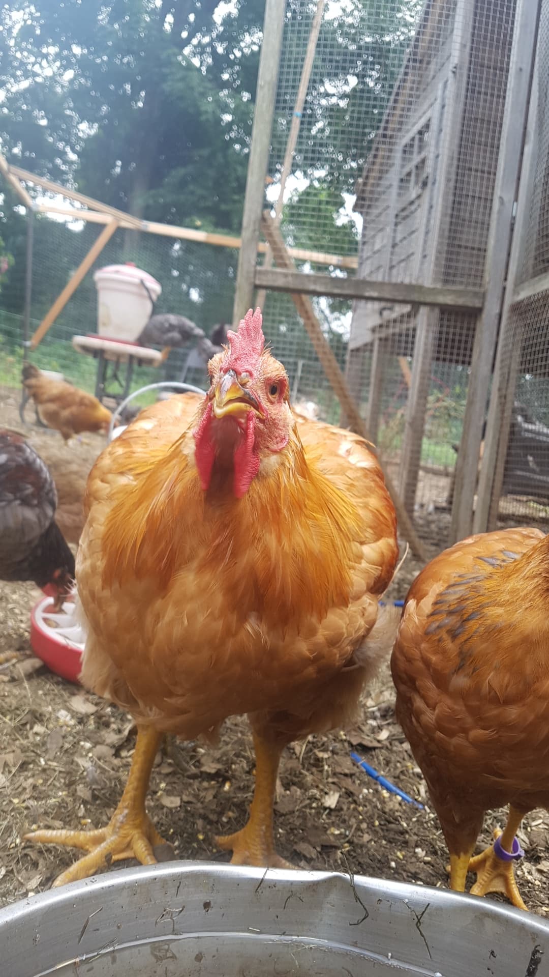 Chonkers, Chonkette, and a Band That Doesn't Match