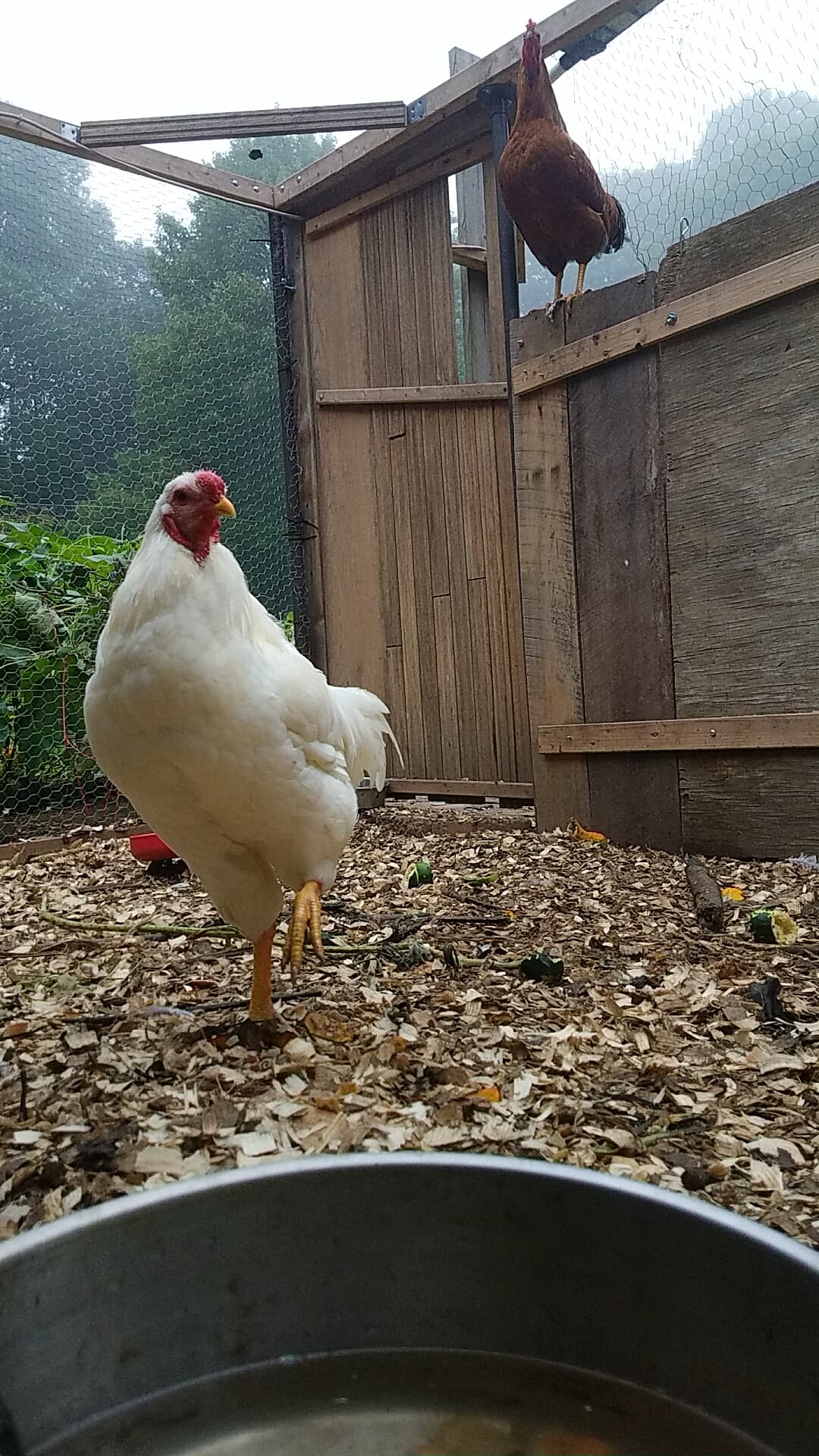 Fourteen Birds Worth Keeping