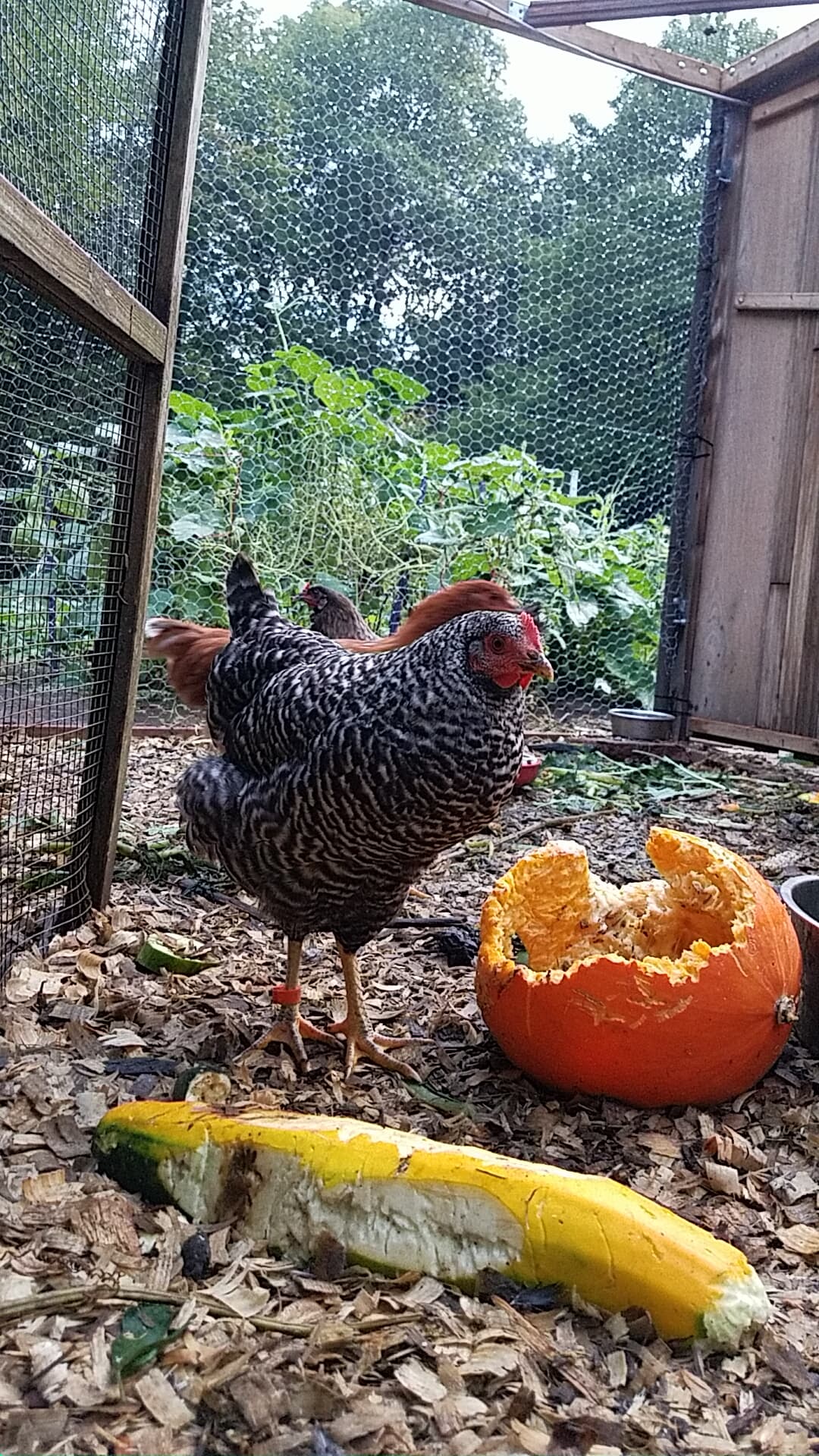 Pumpkins All Day