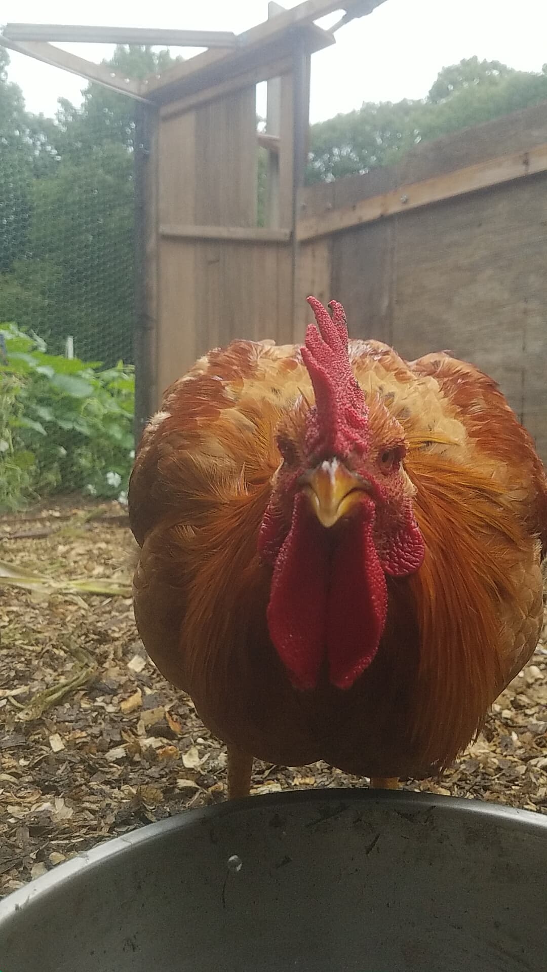 Birdimir Feathers Out