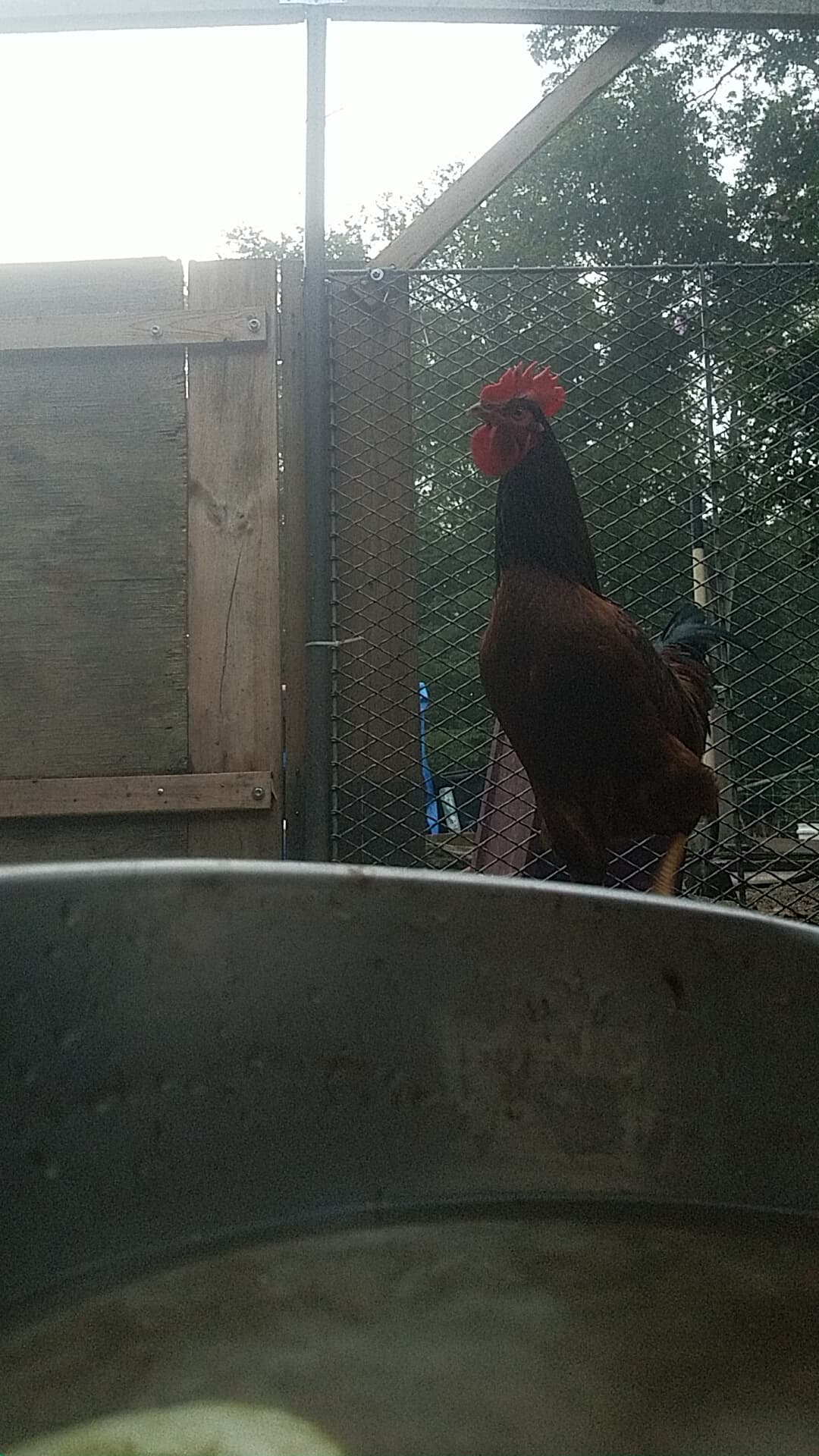 Full Coop, Full Cameras