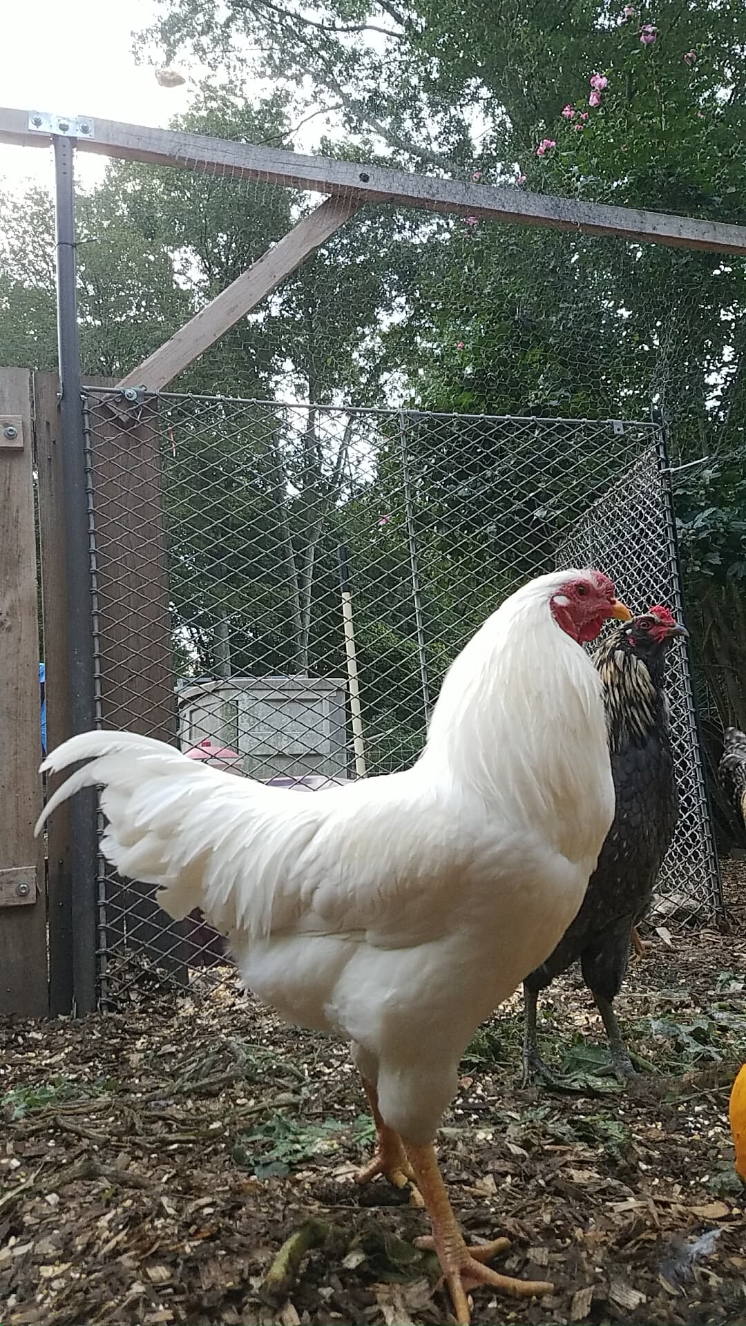 Pumpkin Day and a Turkey on the Mend