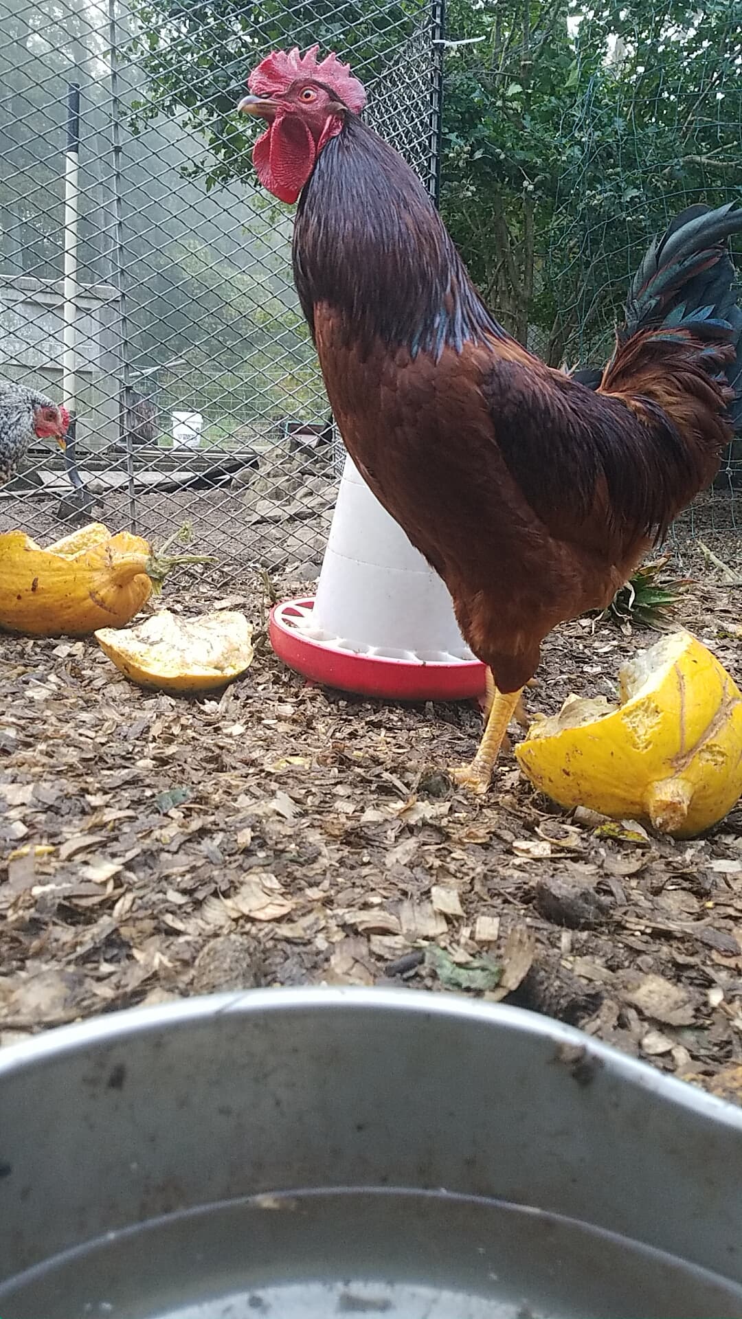 Squash Day at the Feeder