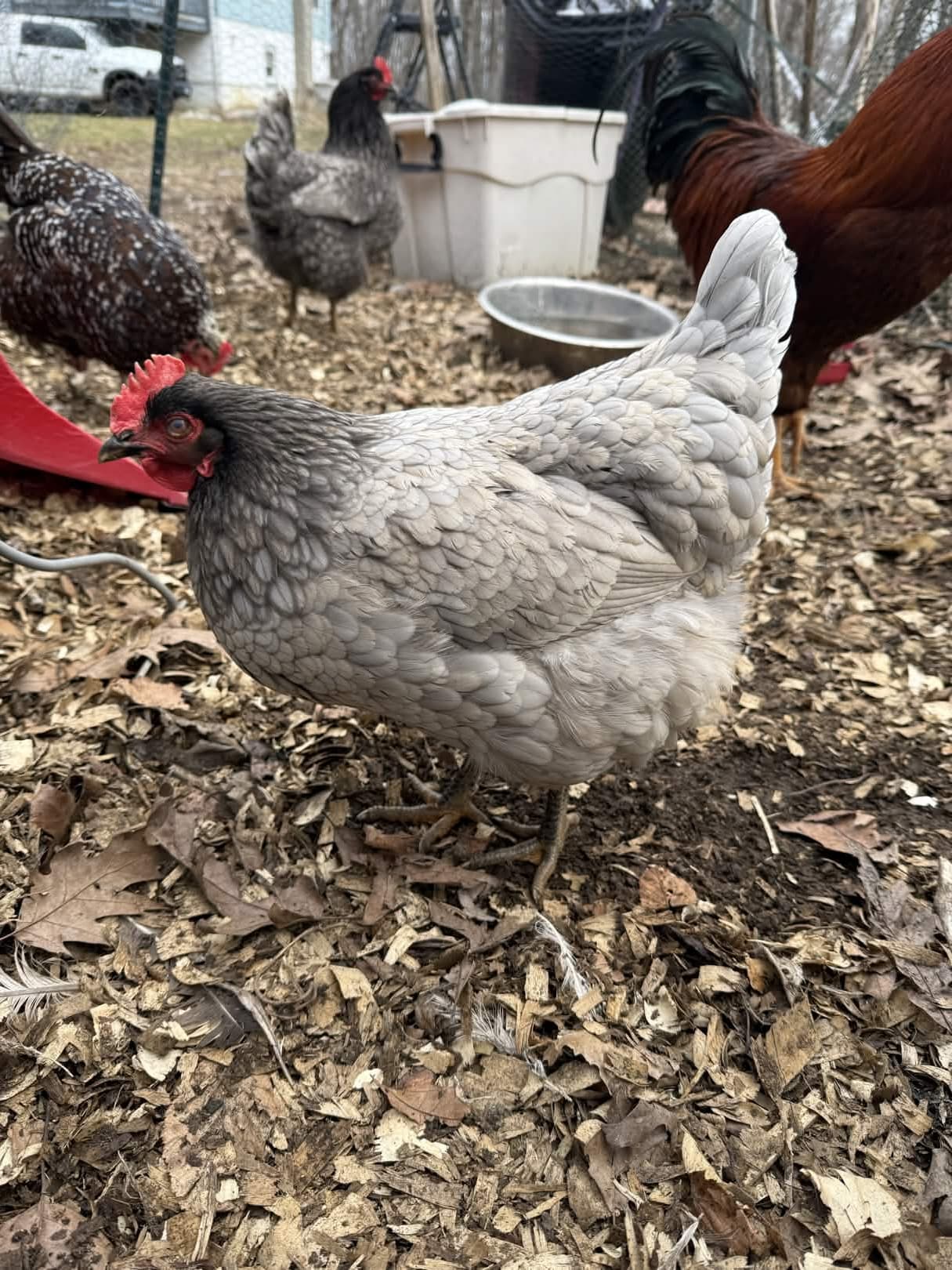 The whole flock out in the yard — spring 2026.