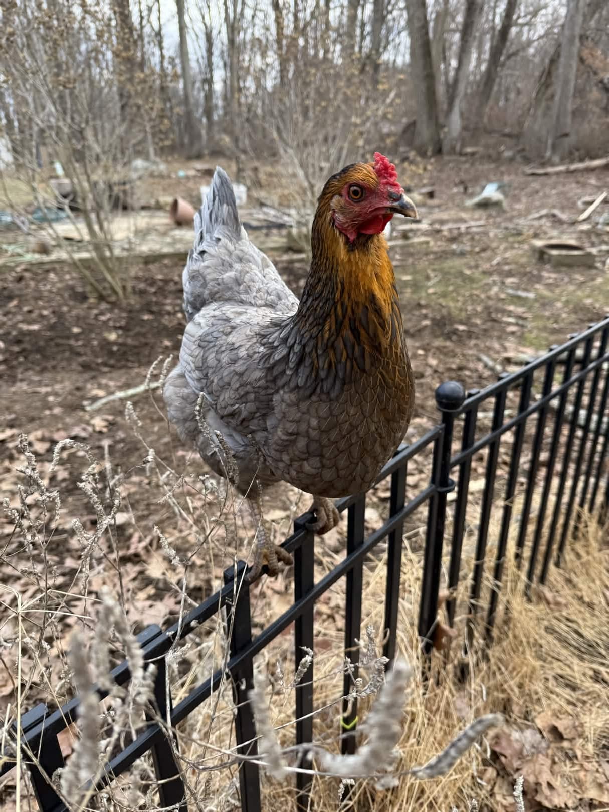 Birdadonna the day she hatched — April 2, 2025 — in the incubator on the desk. EE × RIR cross. She's now a year old and lays blue eggs.