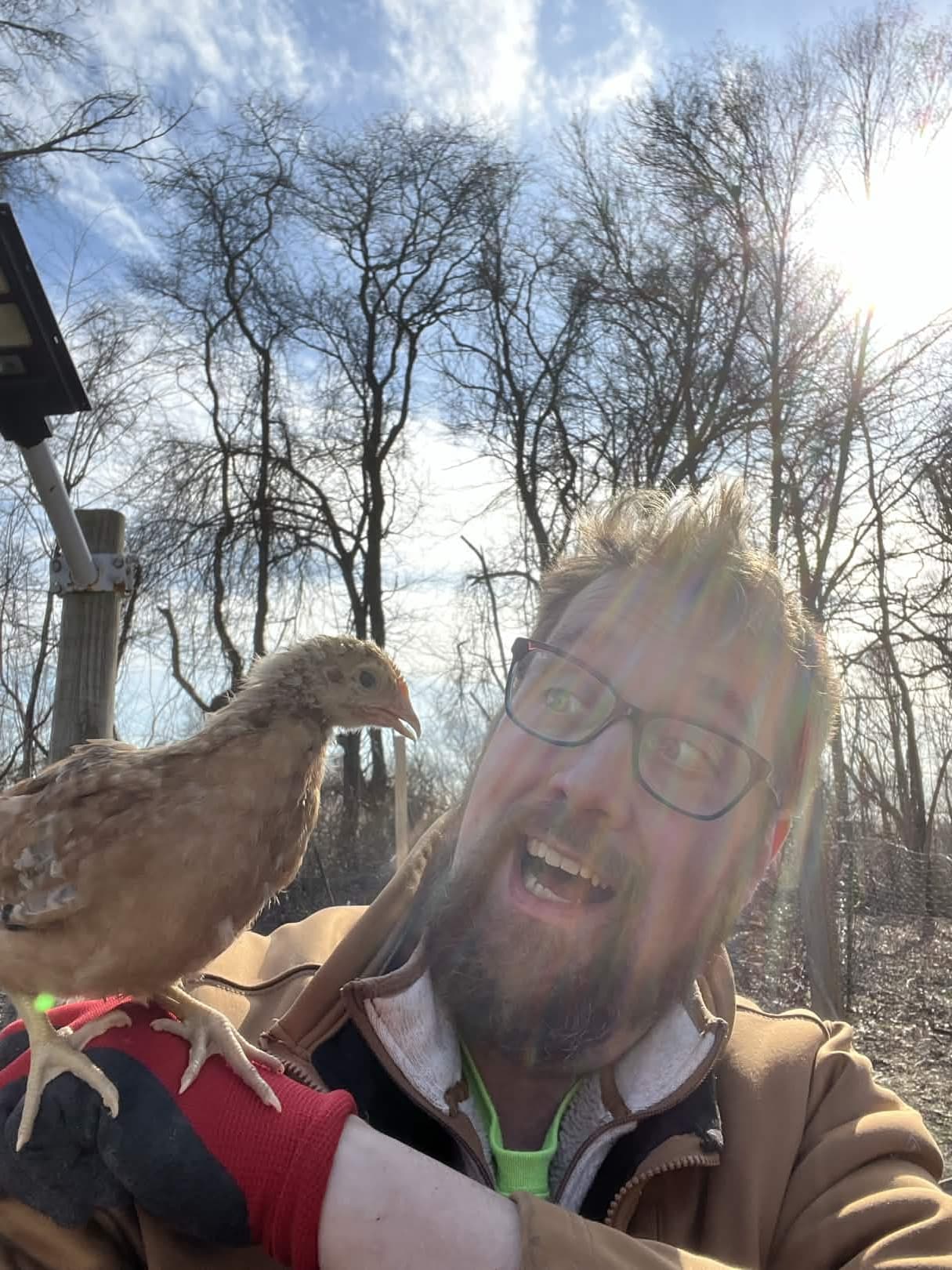 Day-old chicks fresh from the hatchery, warm and confused.