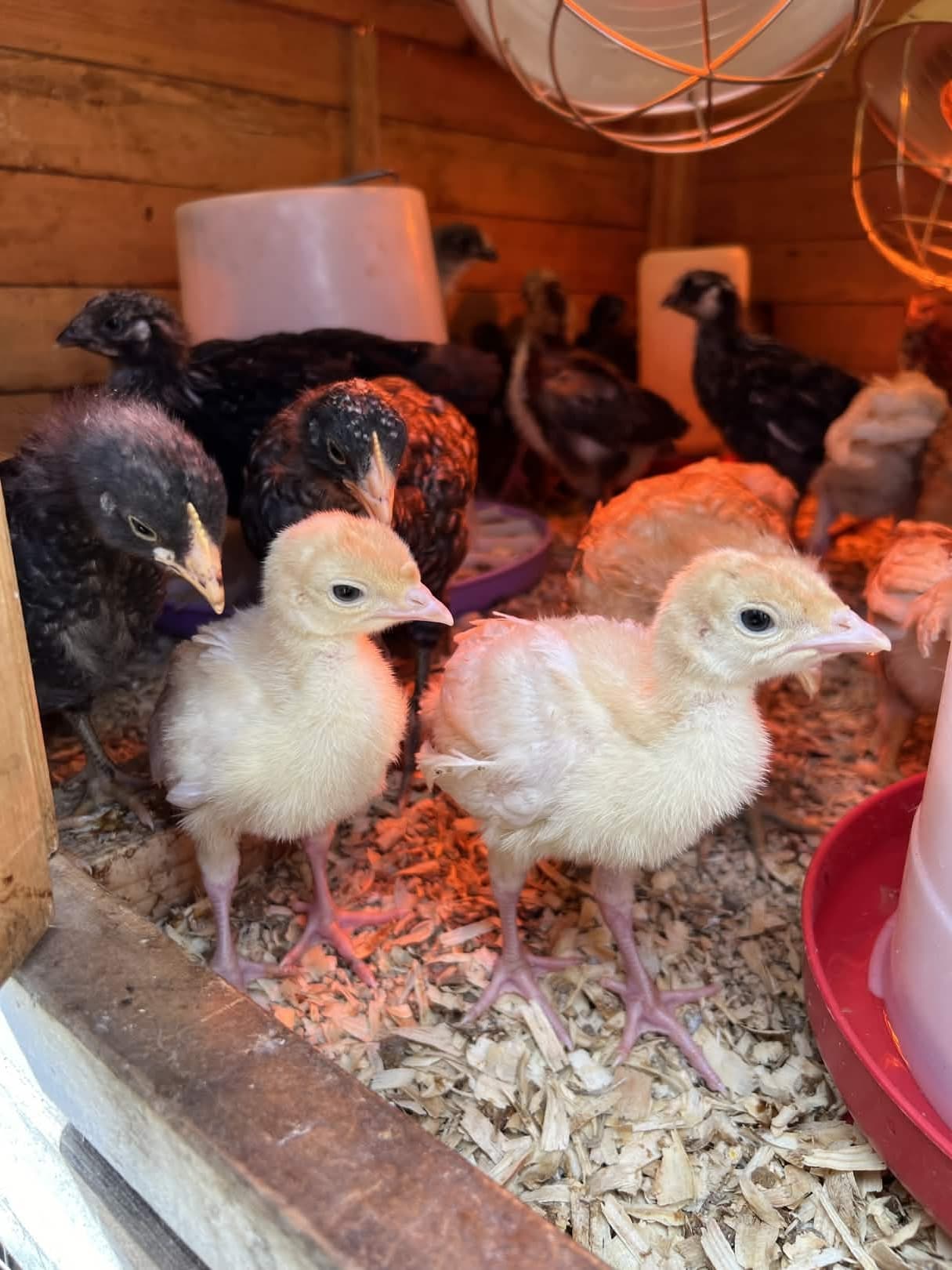 Brooder setup from a previous year's acquisition. The warmth lamp, the heat plate, the chaos.