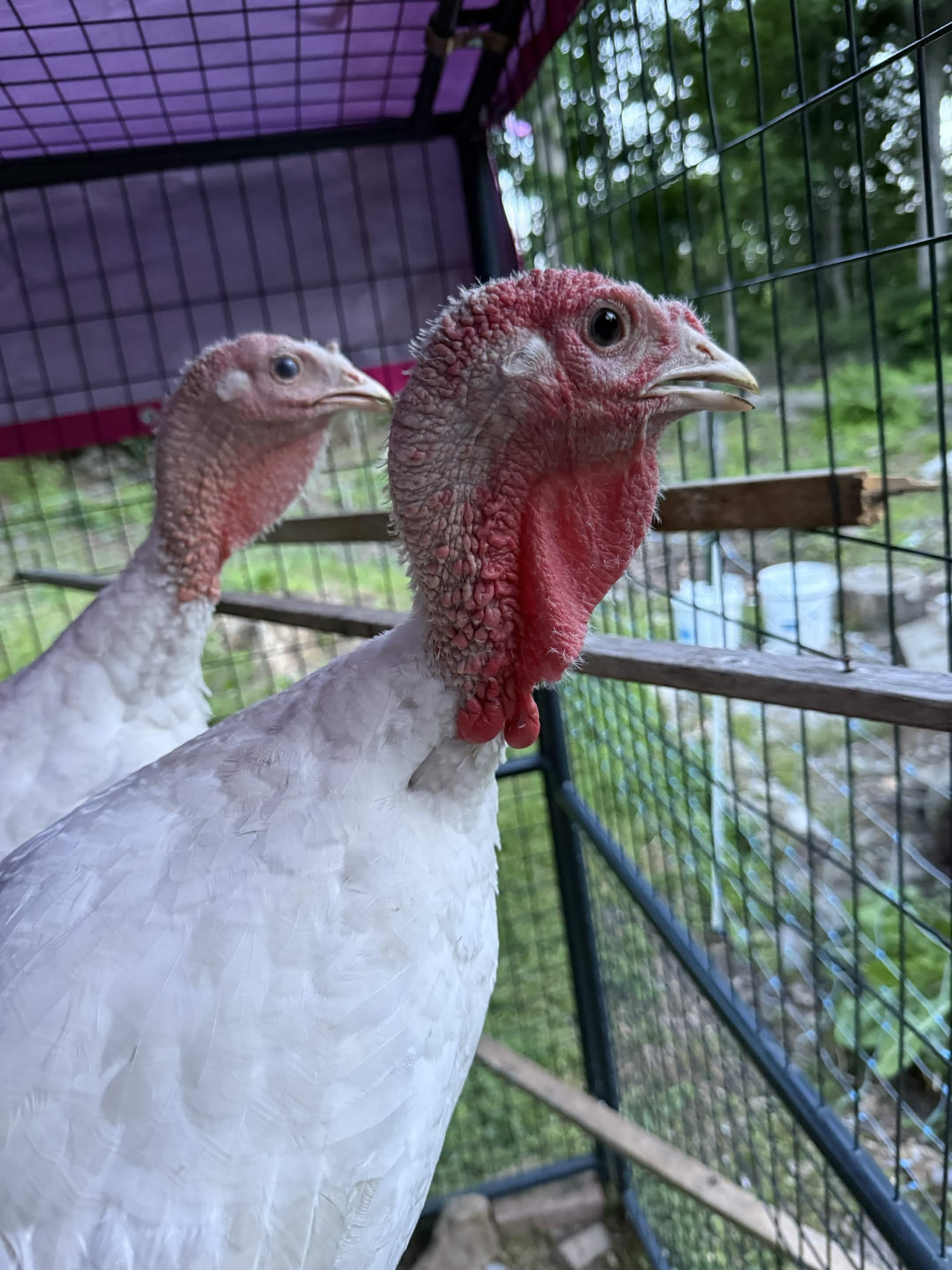 The Turkeys Coming Into Their Own