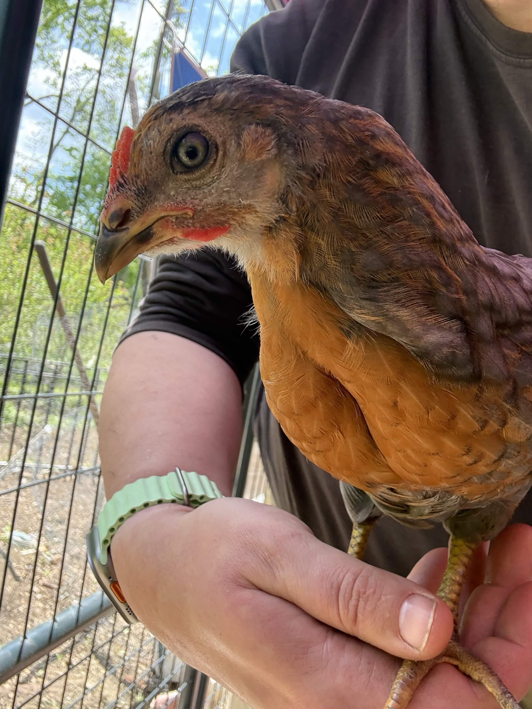 Birdadette