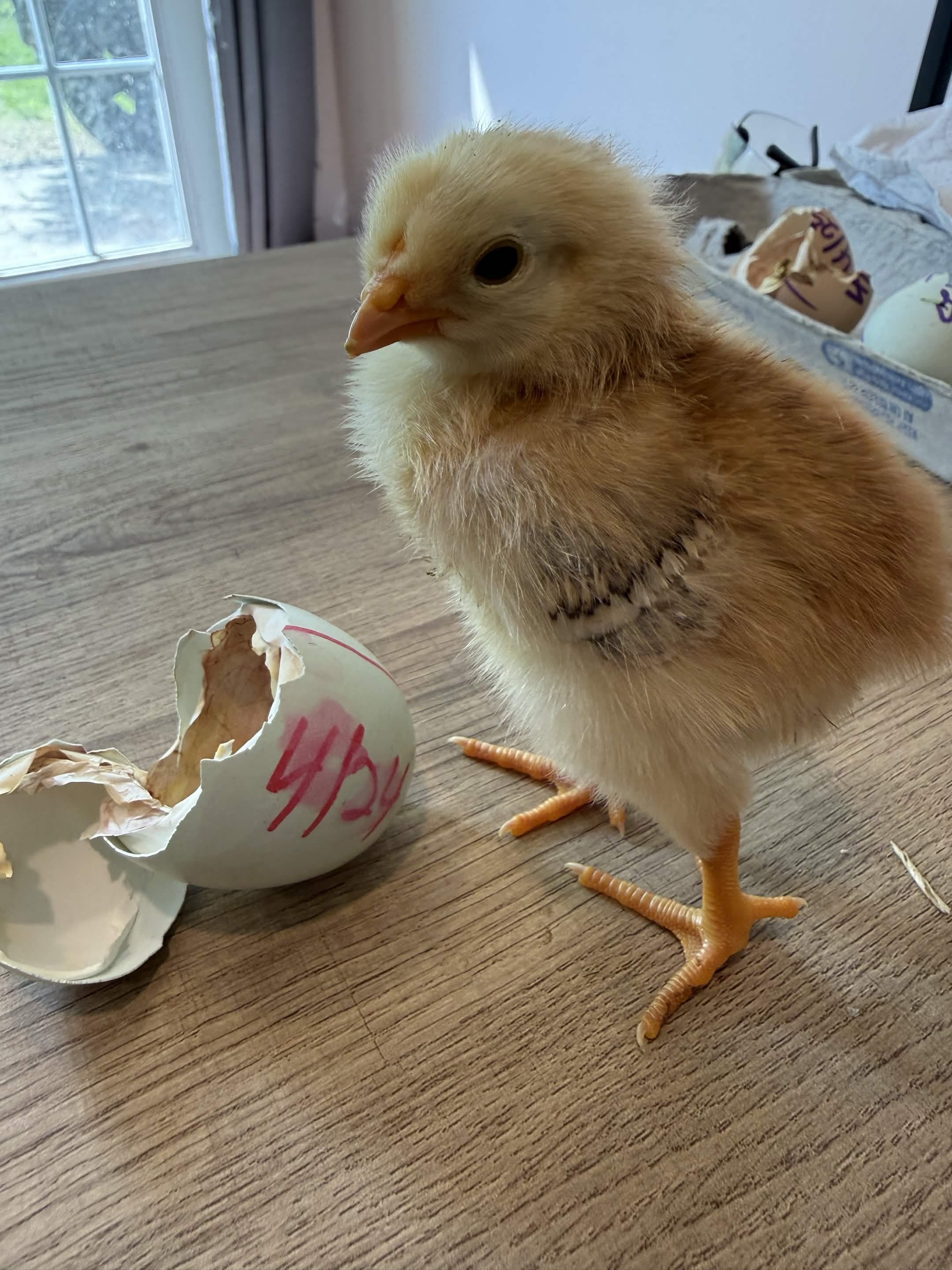 Birdthazar