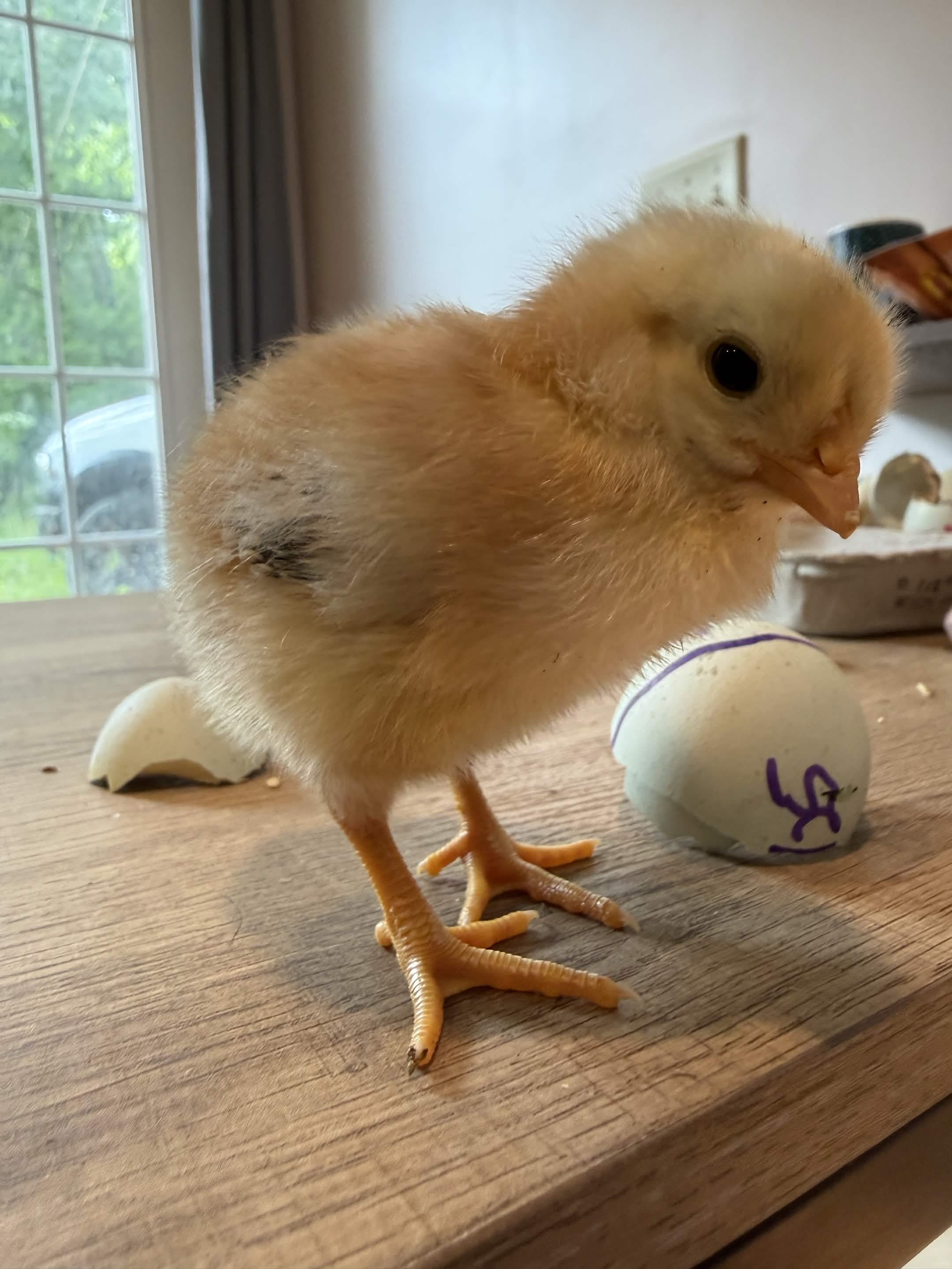 Chick #3 "Monster Leg"