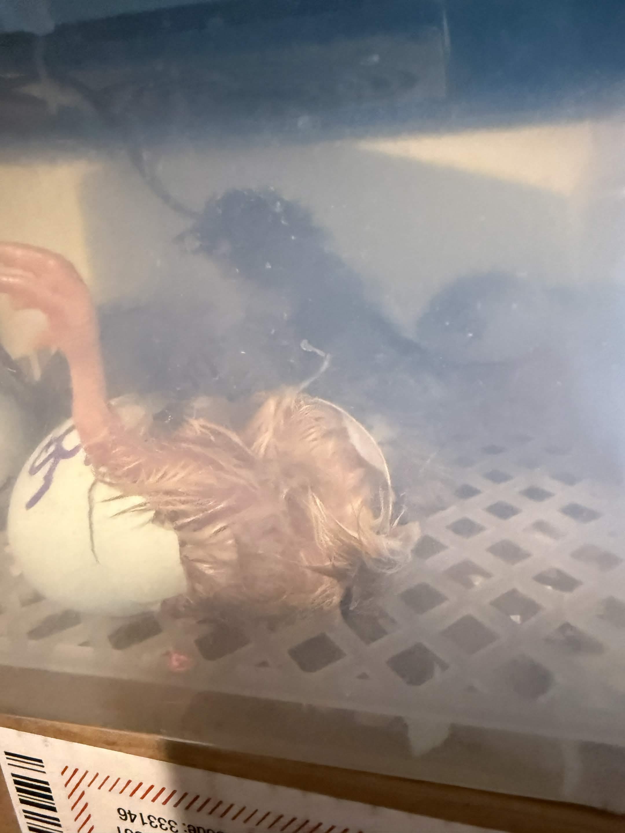 Hatch day, still damp in the incubator, seen through the hazy lid