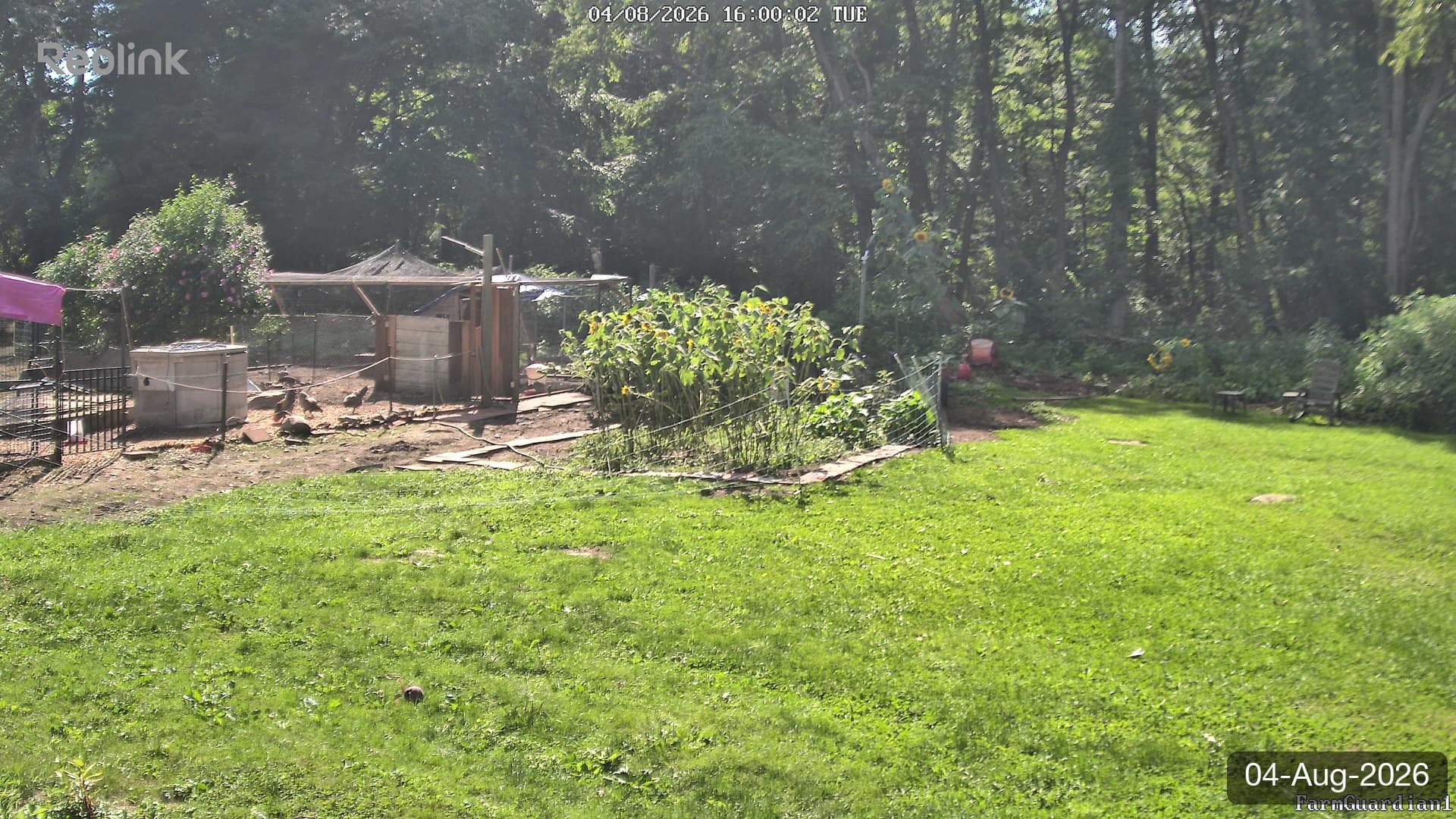 Yard on 04-Aug-2026, Evening