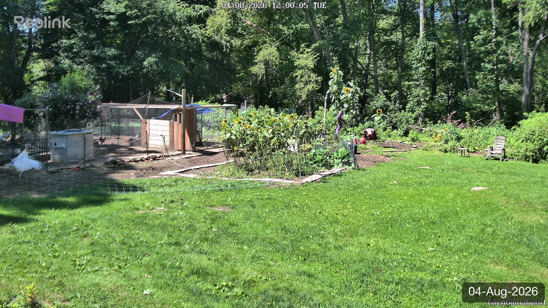 Yard on 04-Aug-2026, Noon