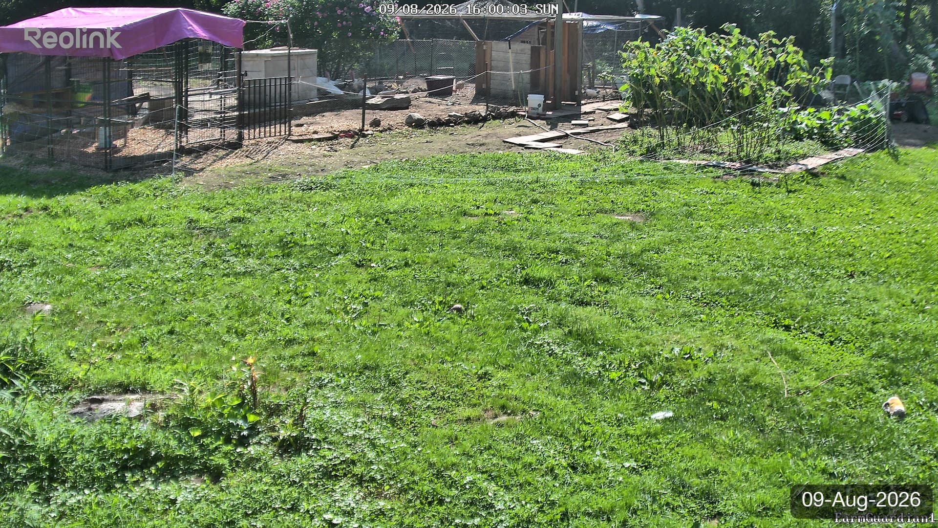 Yard on 09-Aug-2026, Evening