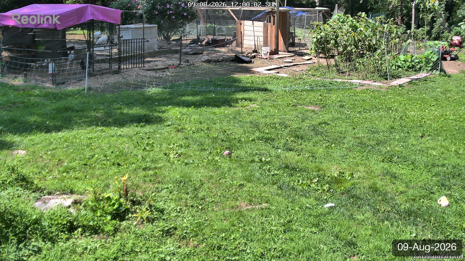 Yard on 09-Aug-2026, Noon