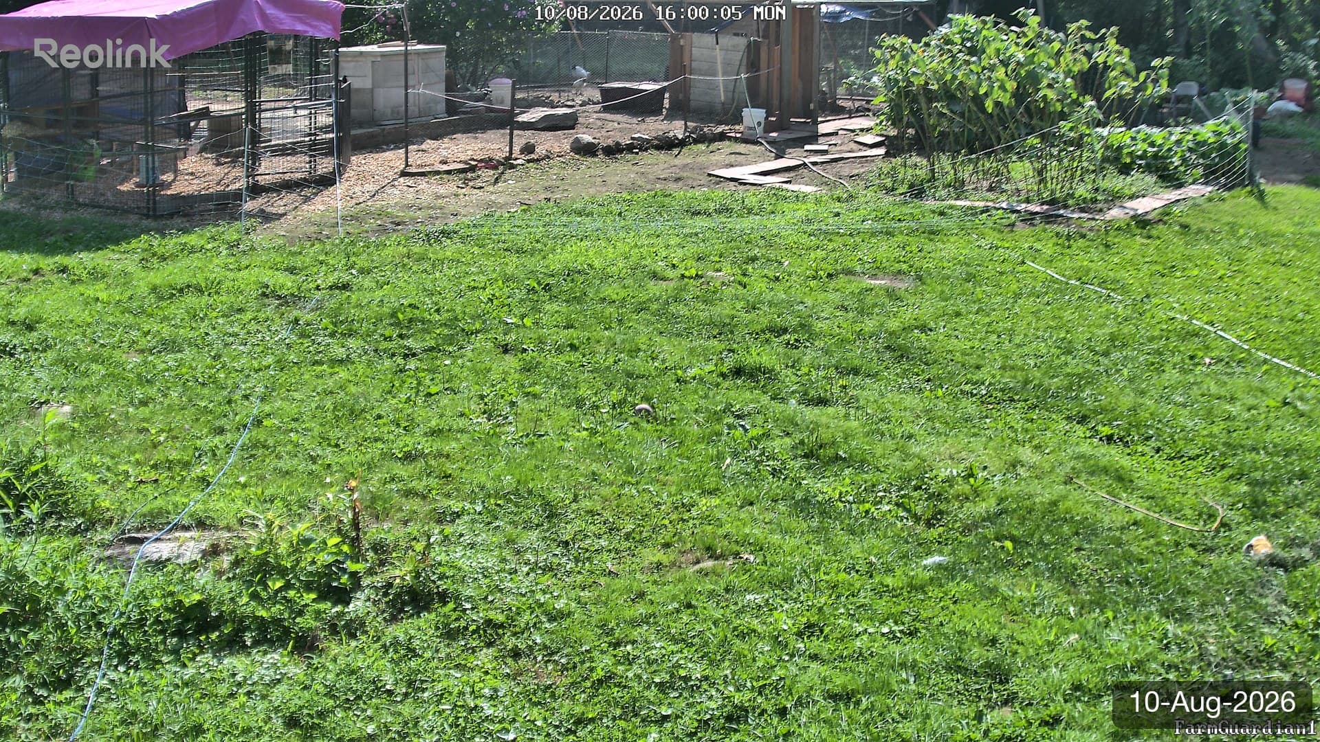 Yard on 10-Aug-2026, Evening