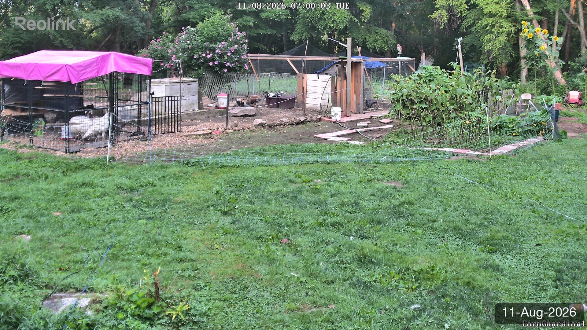 Yard on 11-Aug-2026, Morning