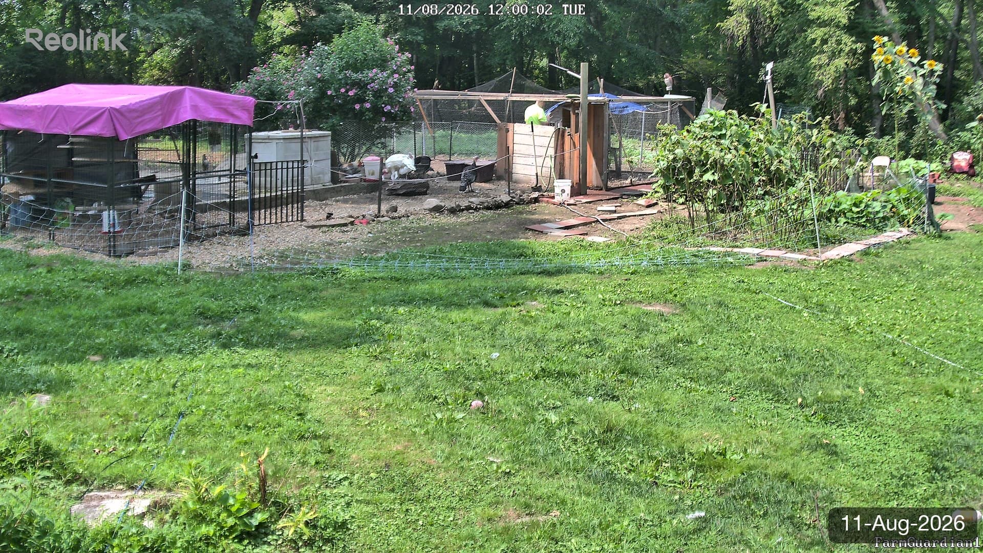 Yard on 11-Aug-2026, Noon