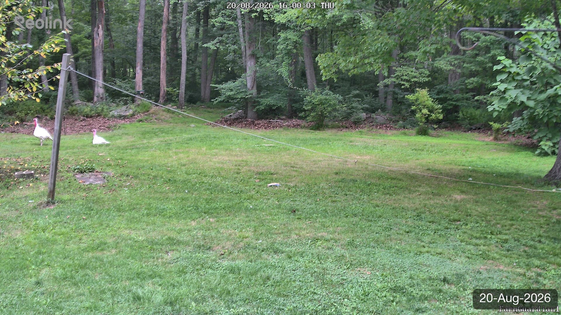 Yard on 20-Aug-2026, Evening