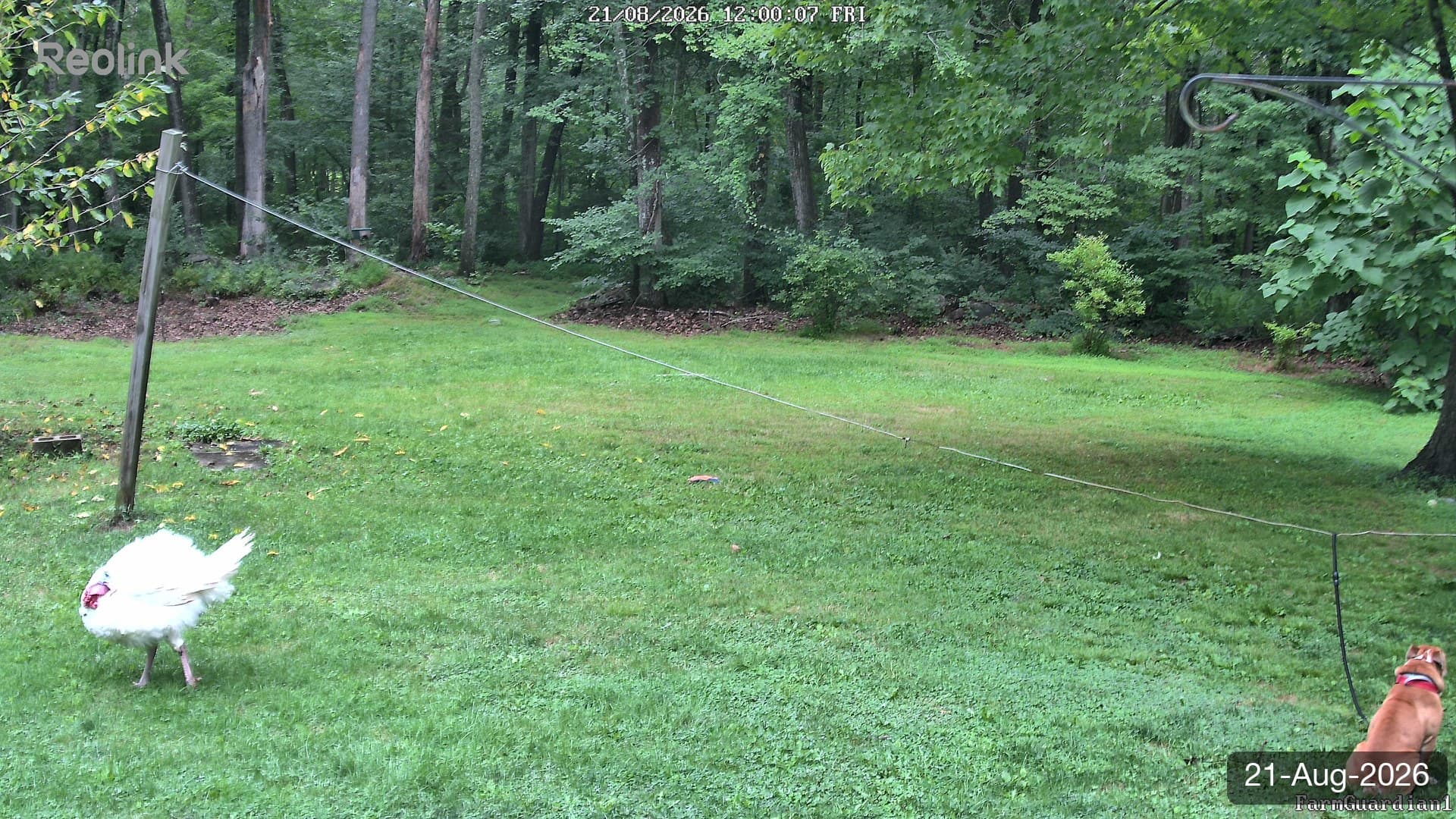 Yard on 21-Aug-2026, Noon