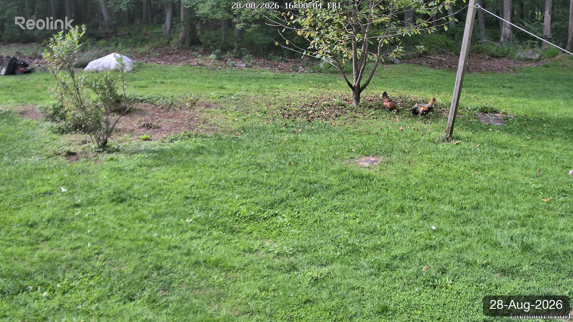 Yard on 28-Aug-2026, Evening