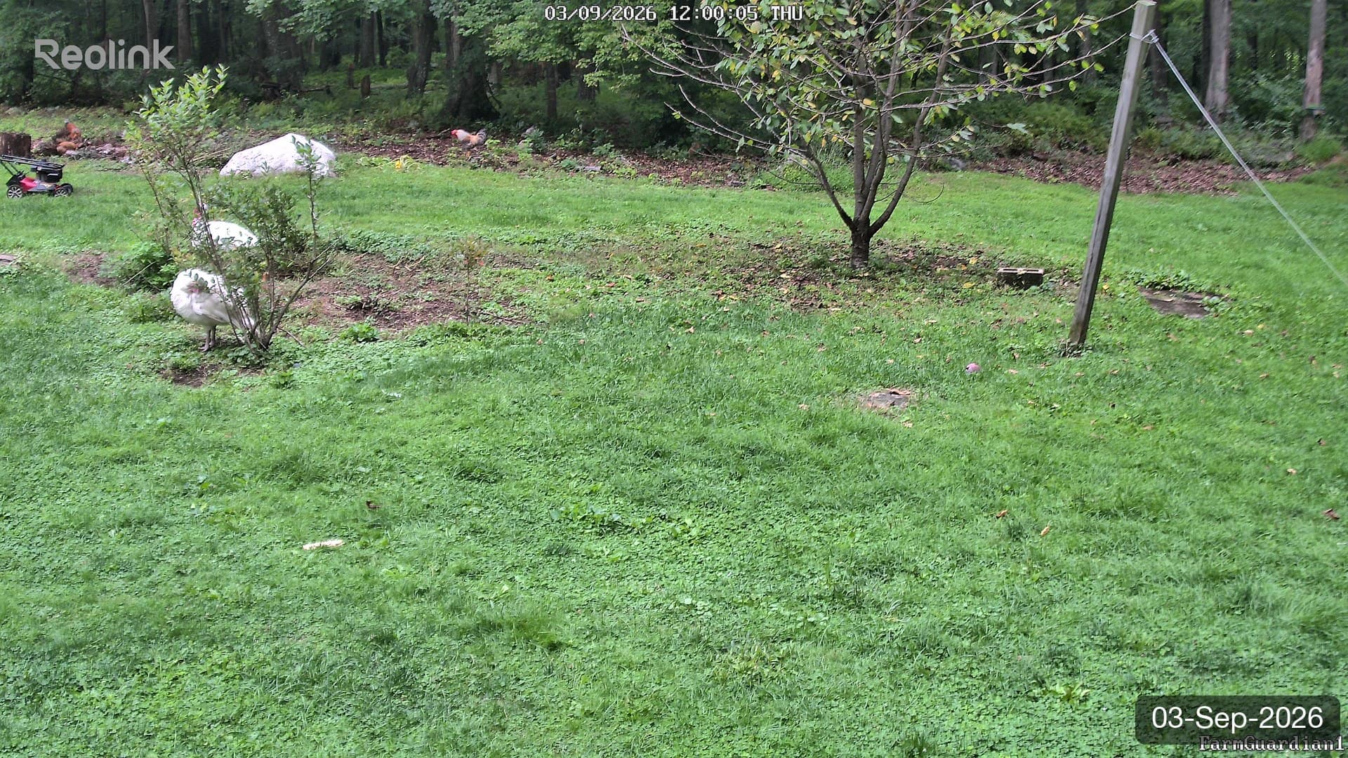 Yard on 03-Sept-2026, Noon