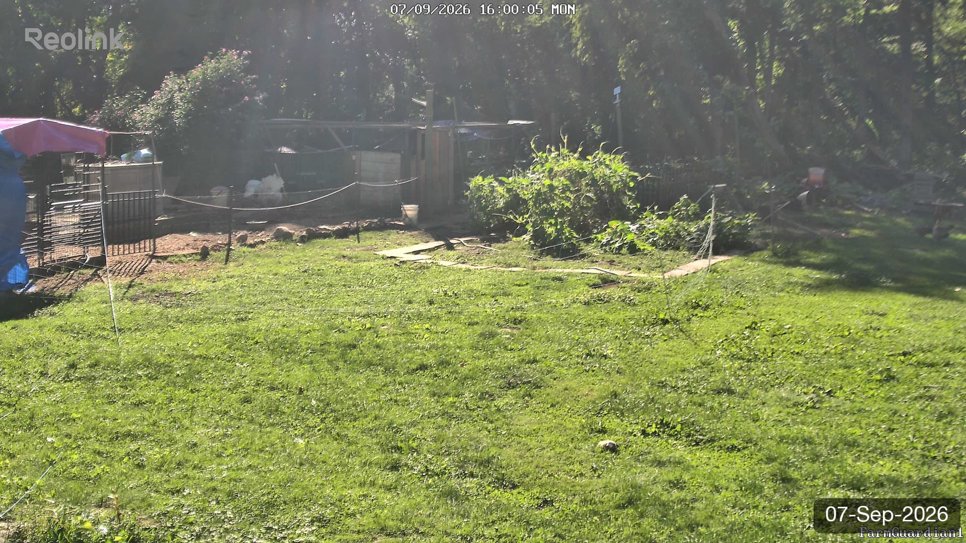 Yard on 07-Sept-2026, Evening