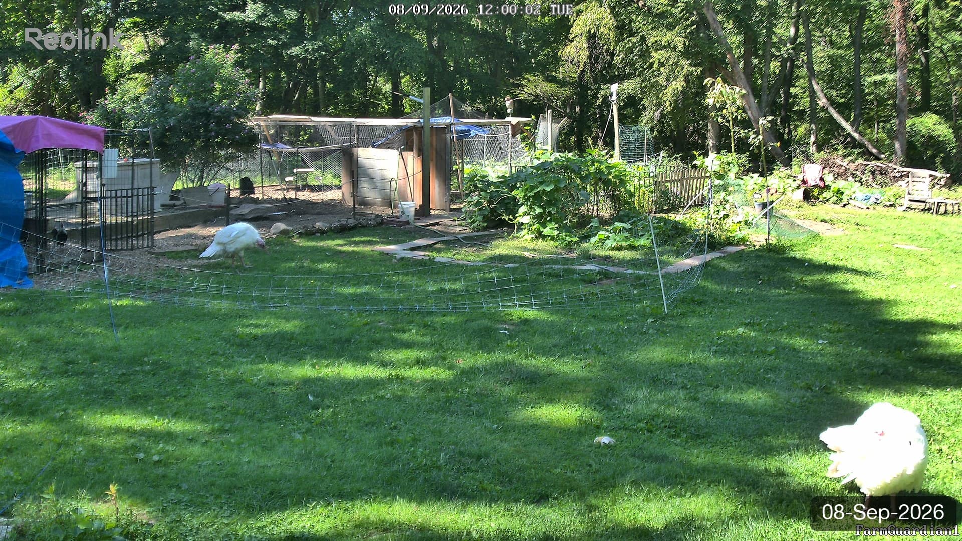 Yard on 08-Sept-2026, Noon