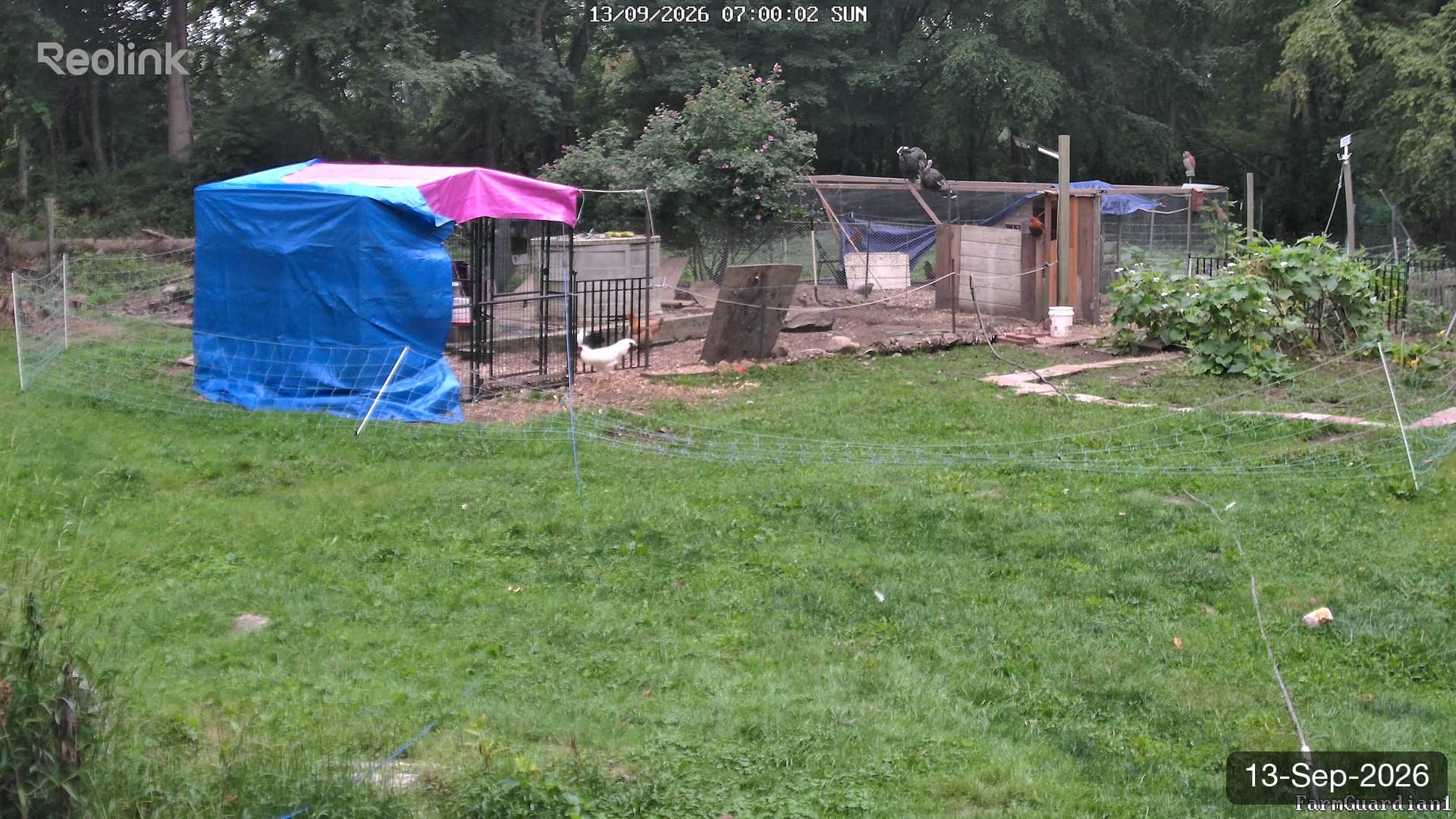 Yard on 13-Sept-2026, Morning
