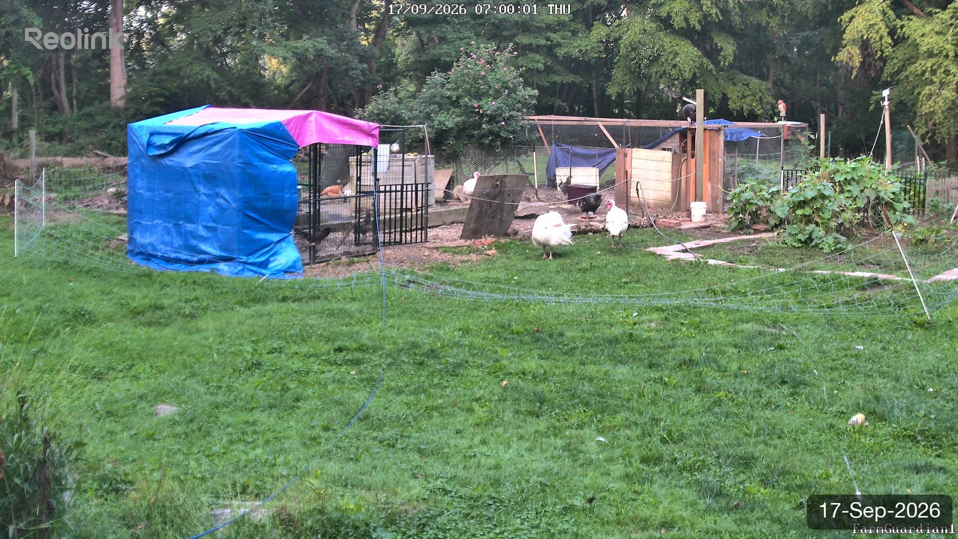 Yard on 17-Sept-2026, Morning