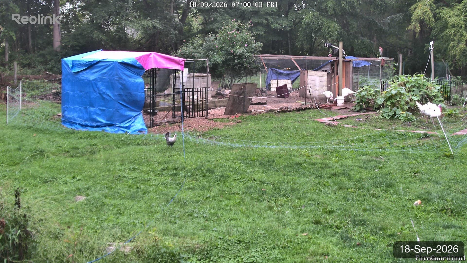 Yard on 18-Sept-2026, Morning
