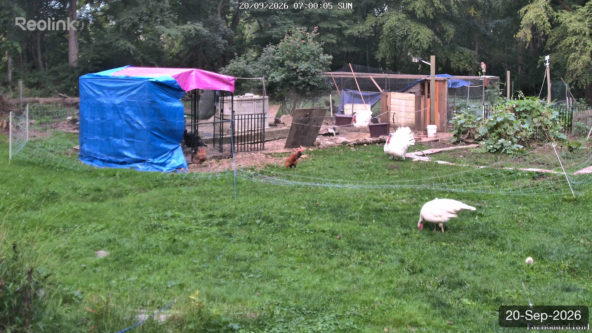 Yard on 20-Sept-2026, Morning