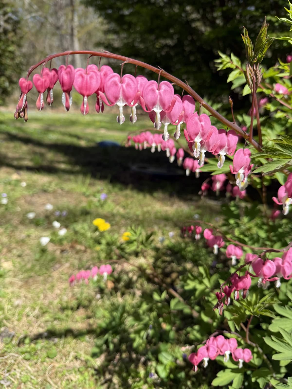 Spring bleeding heart in bloom