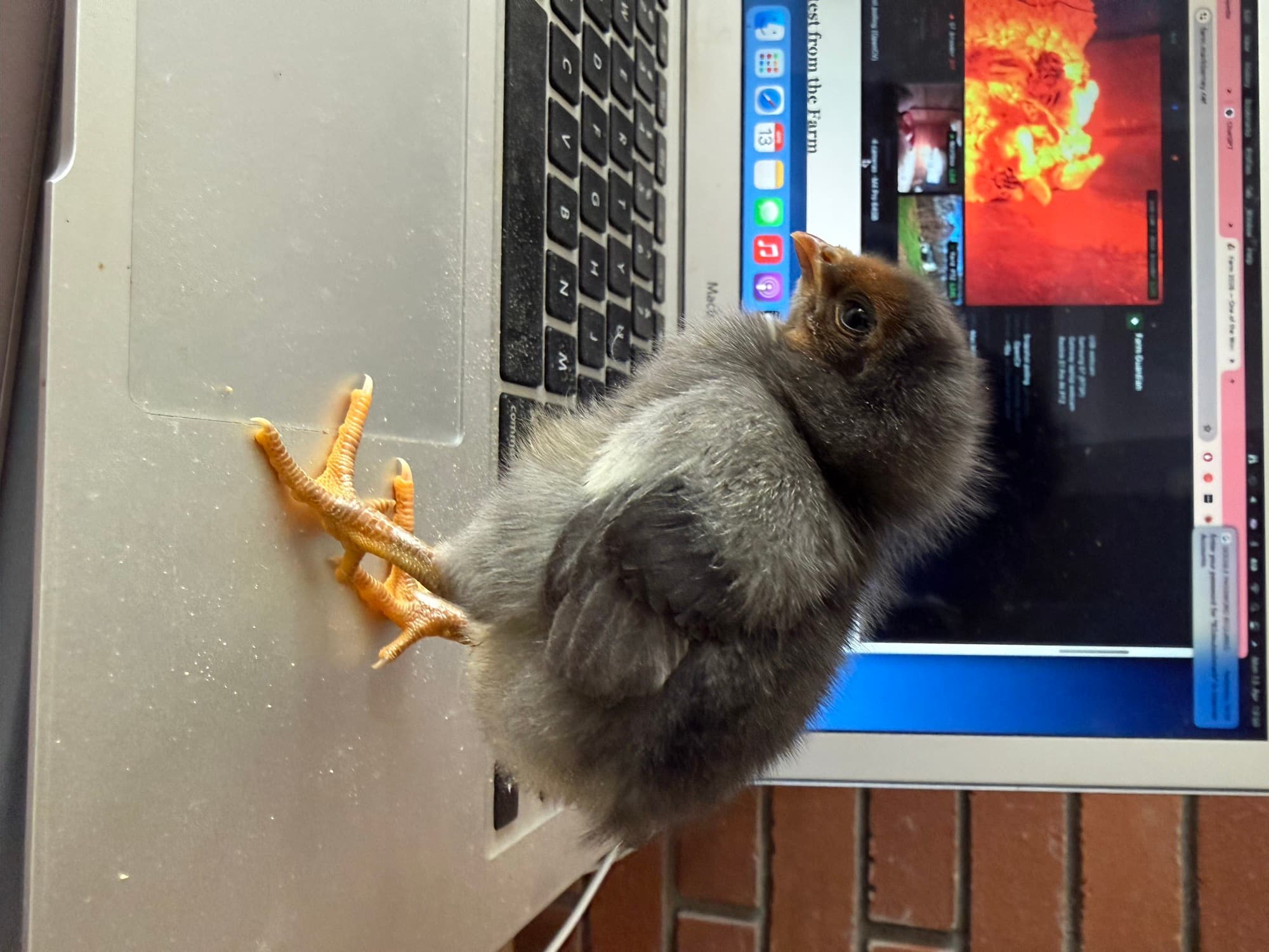 Day 8, supervising the MacBook keyboard (file was stored sideways until 06-Jul-2026; rotation fixed in place)