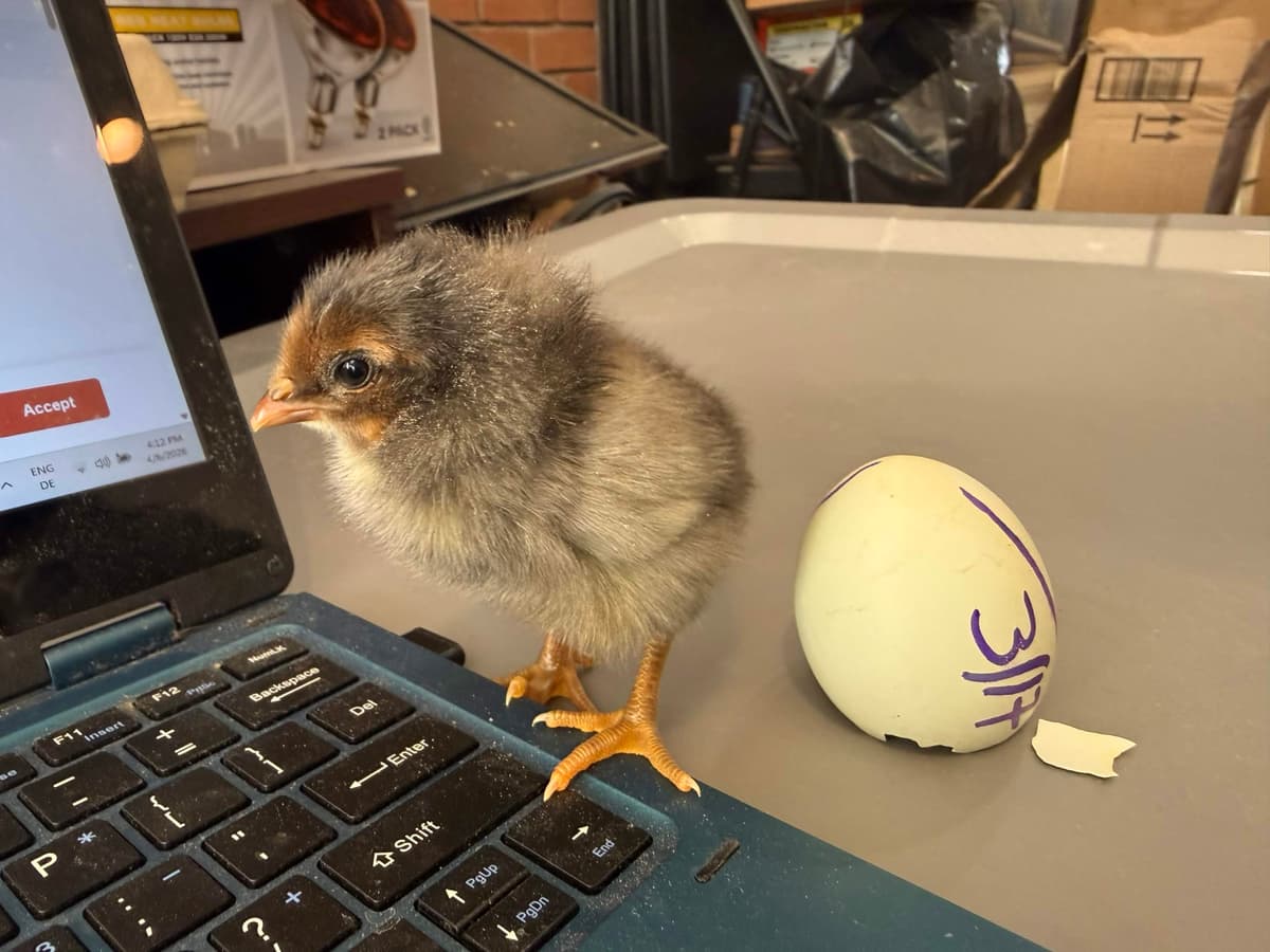 Birdadette on the keyboard moments after hatching — cracked blue eggshell beside her