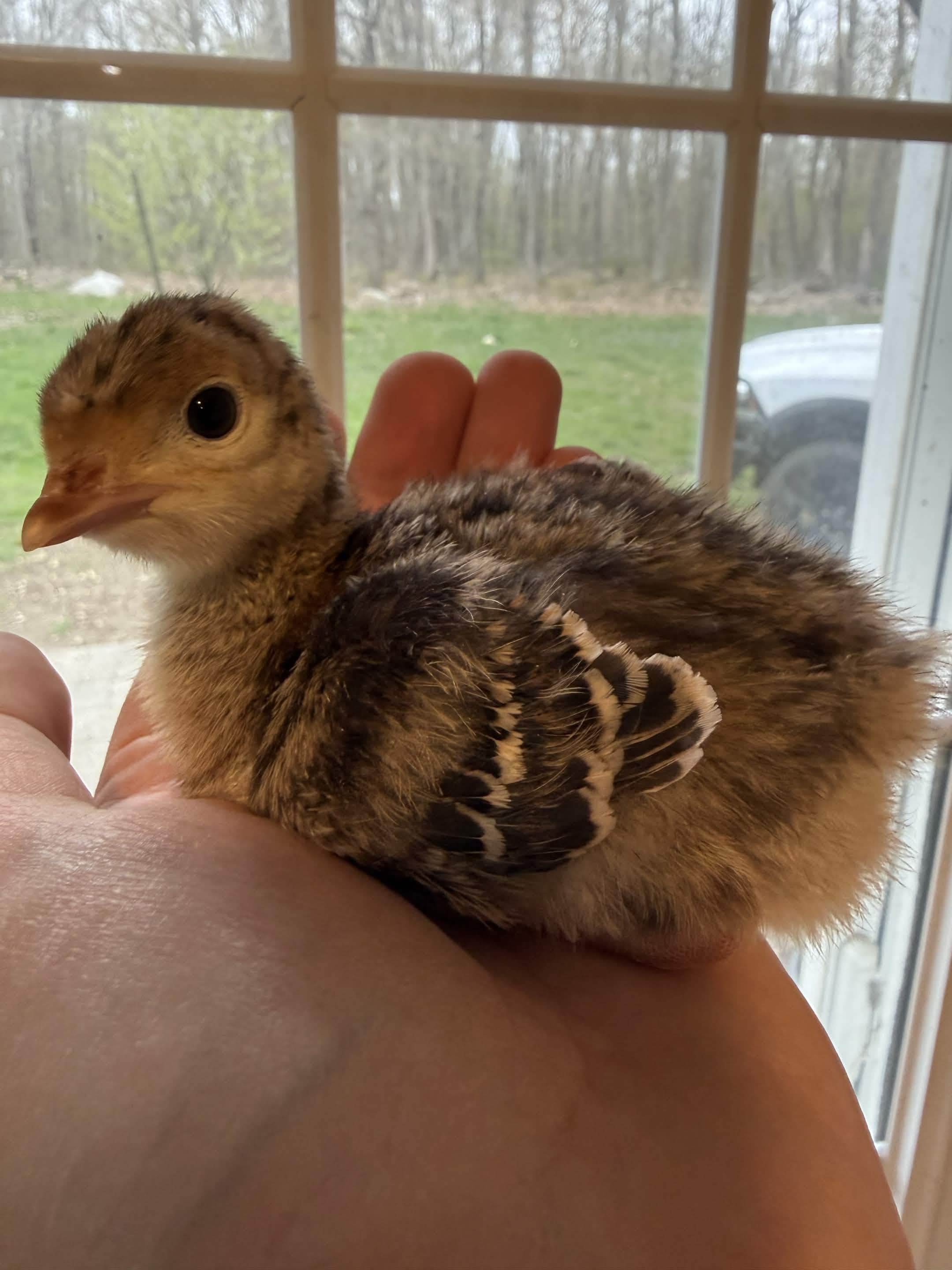 Bronze turkey poults (2)